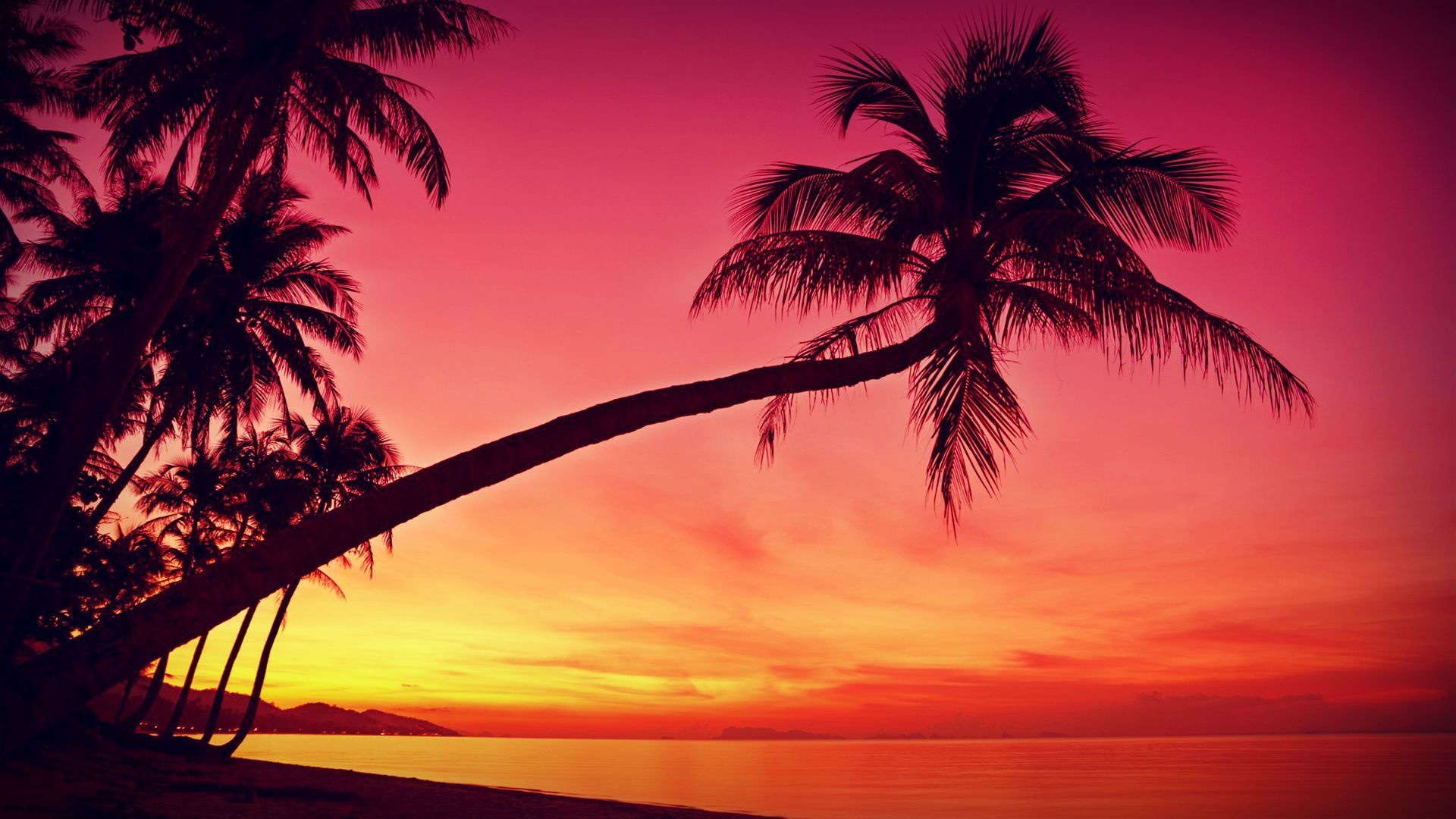 Sunset palm tree wallpapers, Vibrant sunset hues, Tropical paradise, Tranquil palm trees, 1920x1080 Full HD Desktop