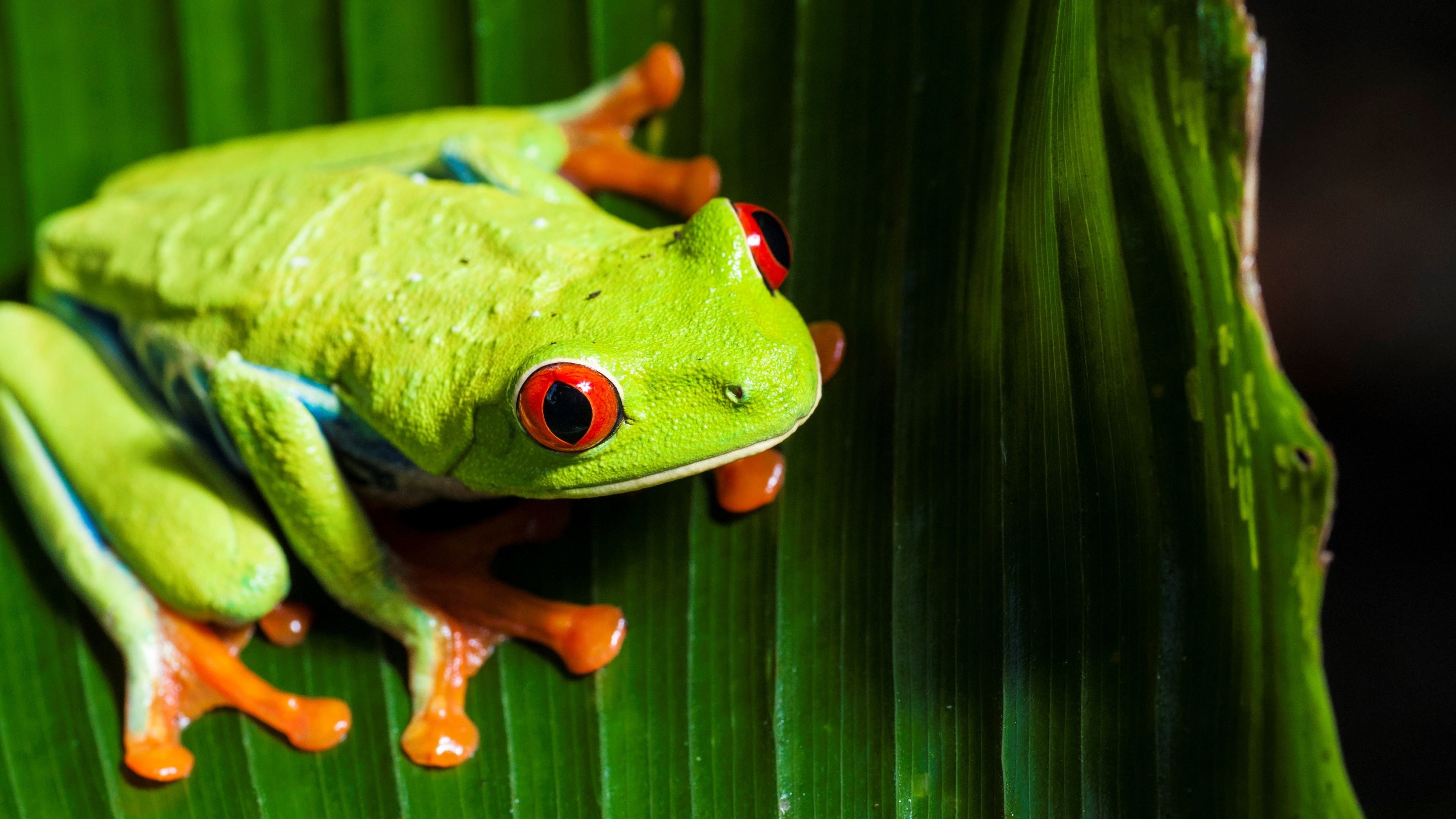 Frog backgrounds, Wallpaper collection, Animal species, Nature-themed, 3840x2160 4K Desktop