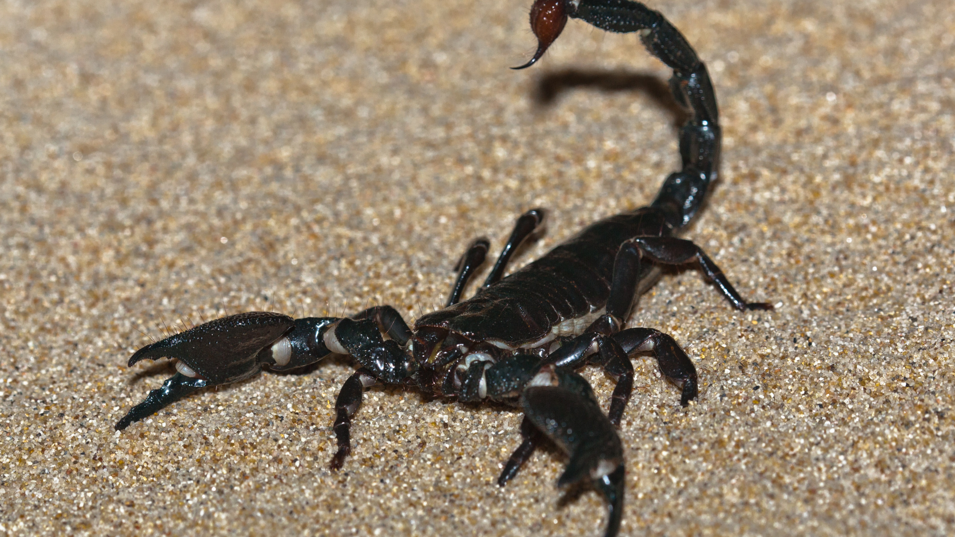 Scorpion (Animal): Emperor scorpion, Can live without food for a full year. 1920x1080 Full HD Background.