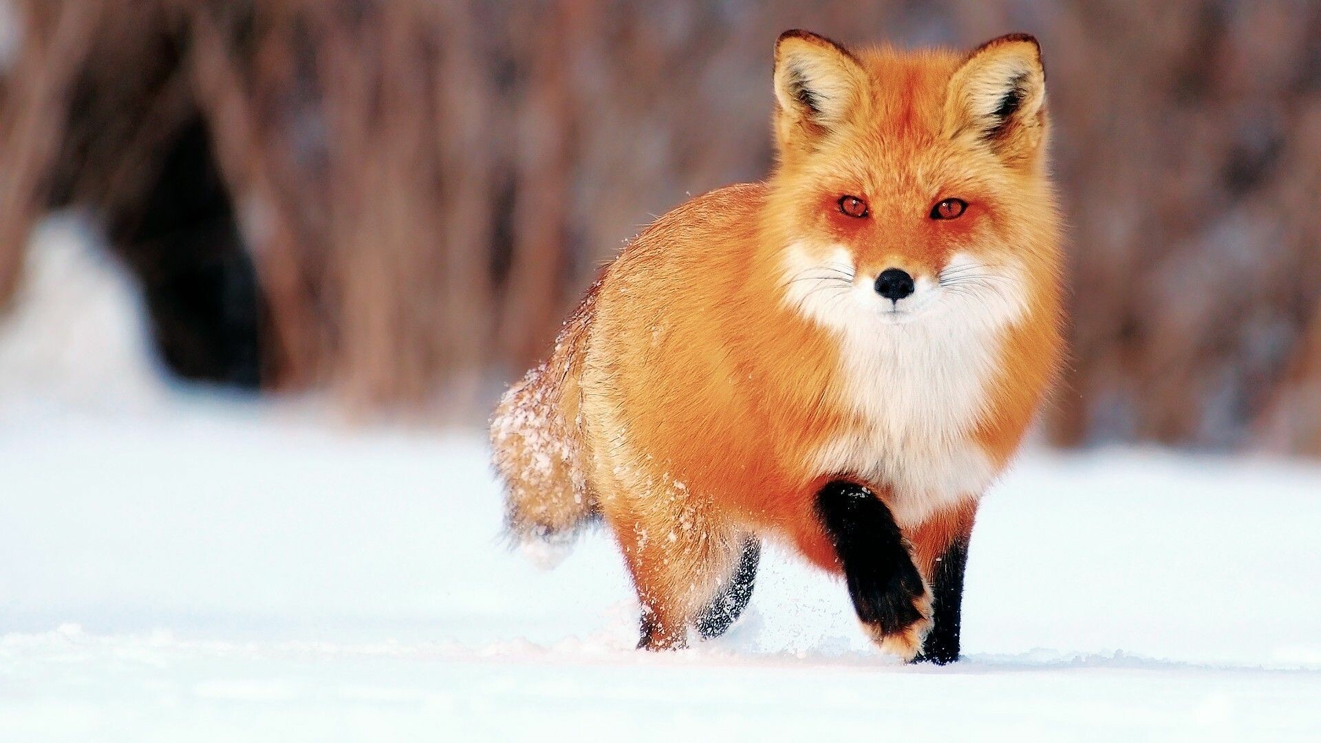 Fox: Identified by its reddish coat, black legs and ears, and long, white-tipped, bushy tail. 1920x1080 Full HD Wallpaper.