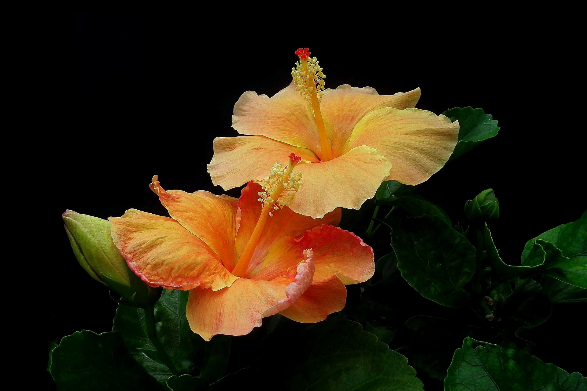 Earth flower hibiscus, Orange delight, Stunning floral wallpaper, Nature's treasure, 1920x1290 HD Desktop
