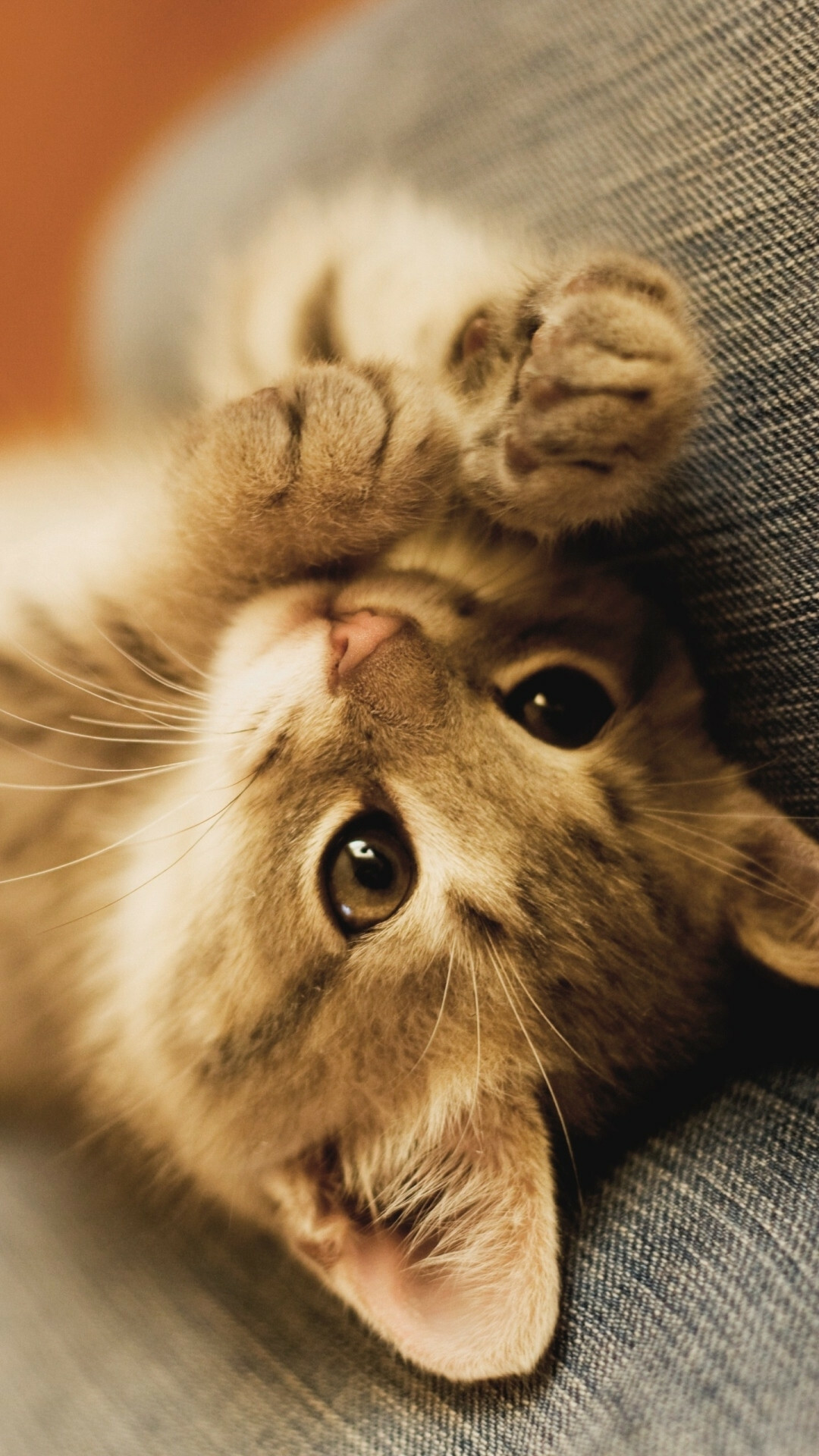 Kitten: Highly social domestic animals and usually enjoy human companionship. 1080x1920 Full HD Background.