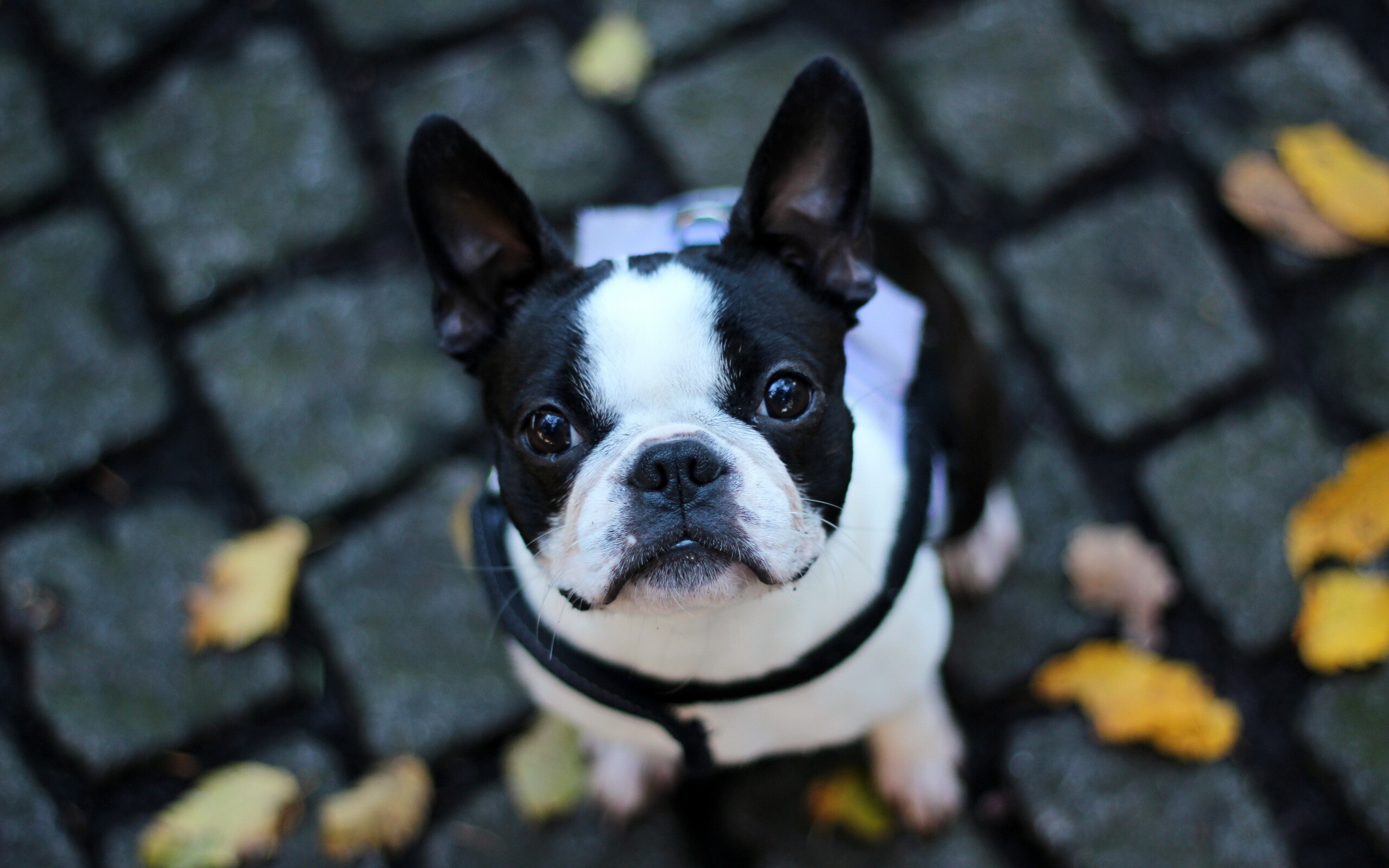 French Bulldog: A clown in the cloak of a philosopher, A companion dog. 2560x1600 HD Background.