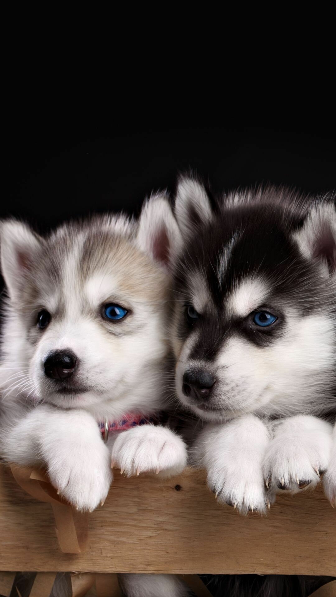 Siberian Husky wallpapers, Variety of options, Impressive collection, Background choices, 1080x1920 Full HD Phone