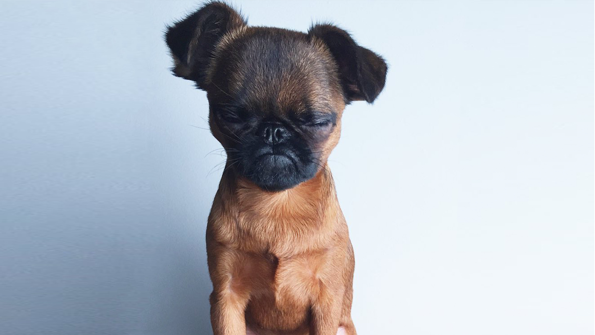 Brussels Griffon, Contact information, Dog services, Pet photography, 1920x1080 Full HD Desktop