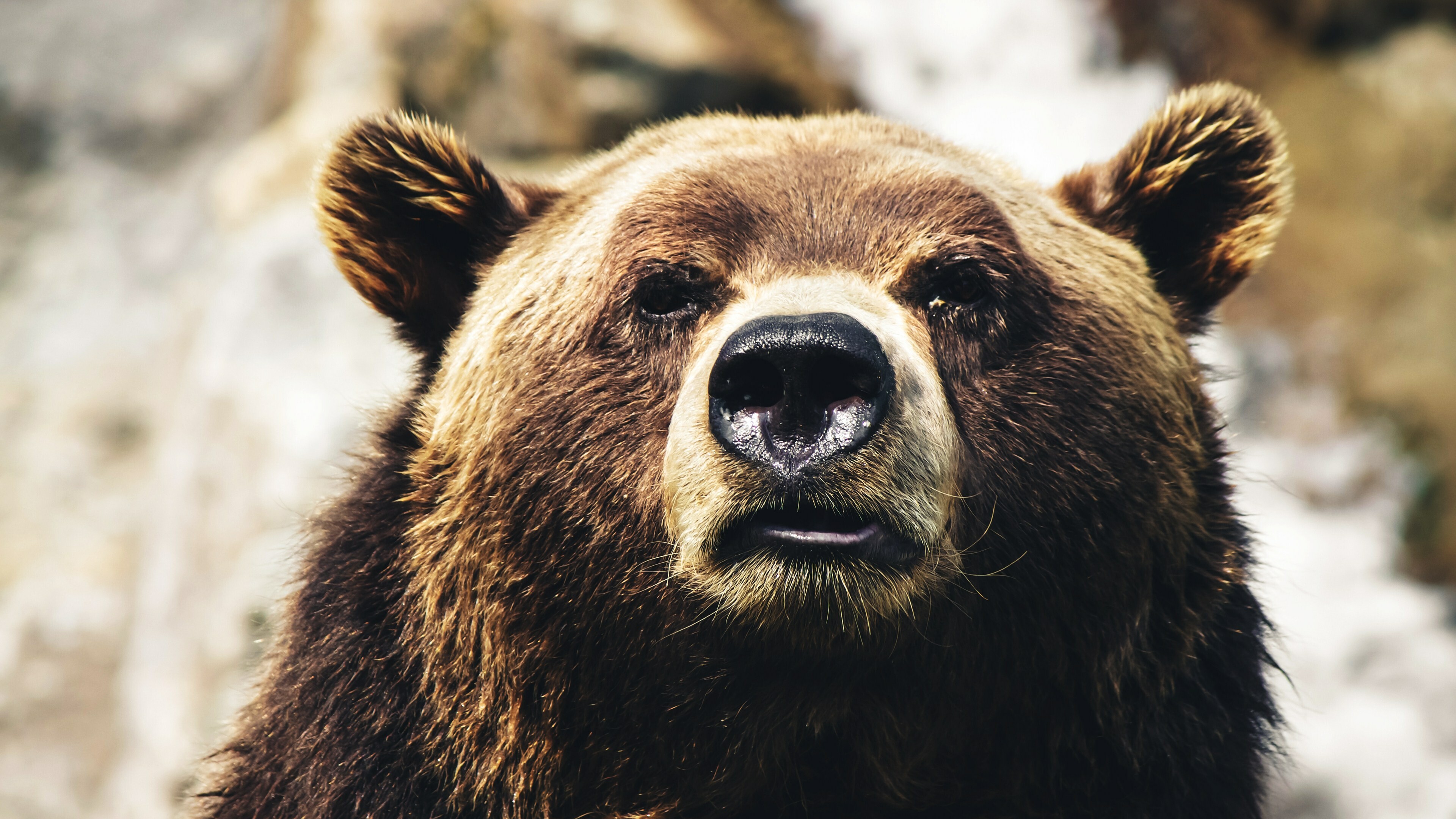 Bear: A species of large short-tailed carnivores found in the Americas, Europe, and Asia. 3840x2160 4K Background.