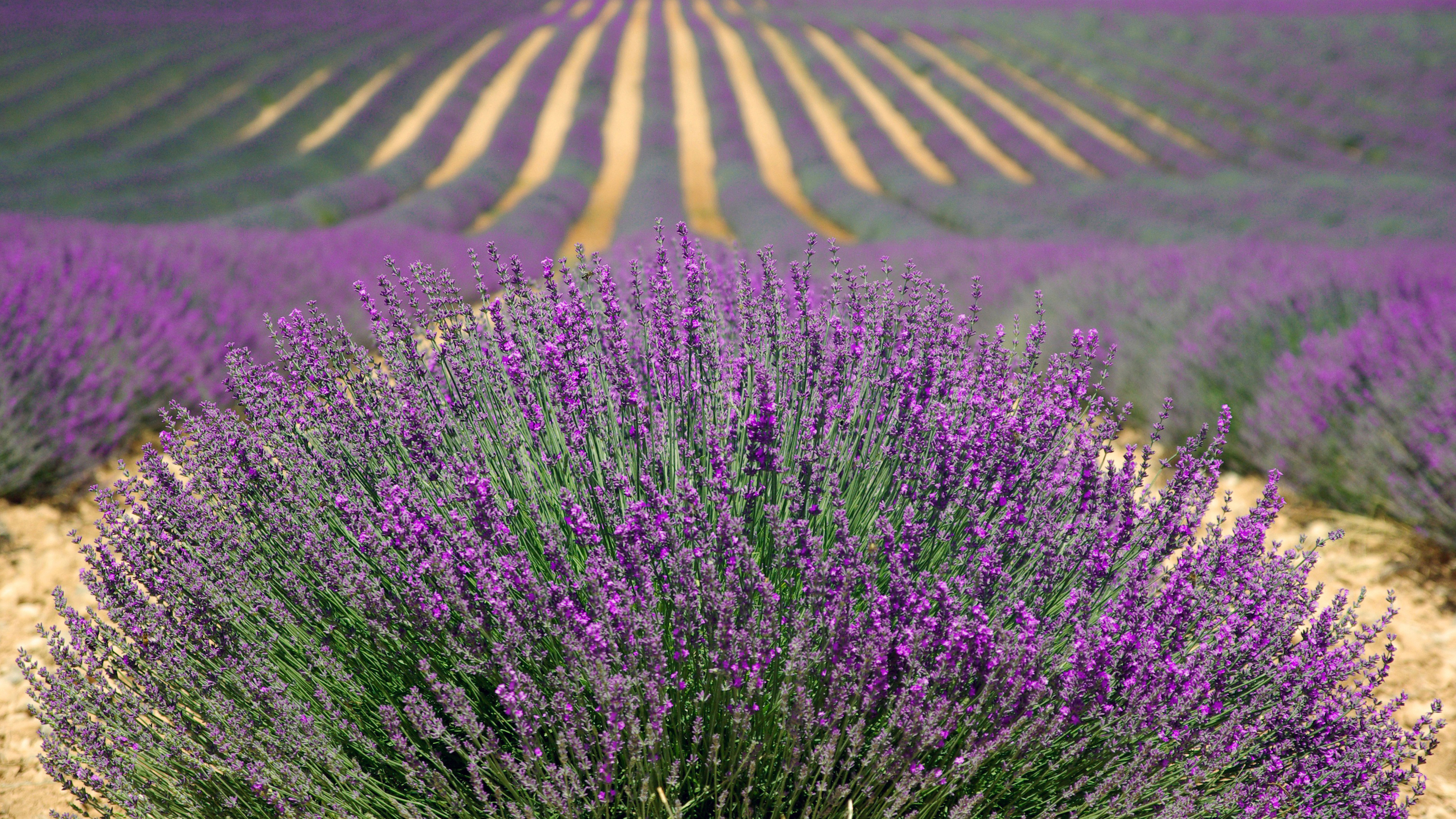 Lavender bush, Vibrant flowers, UHD wallpaper, Nature's charm, 3840x2160 4K Desktop