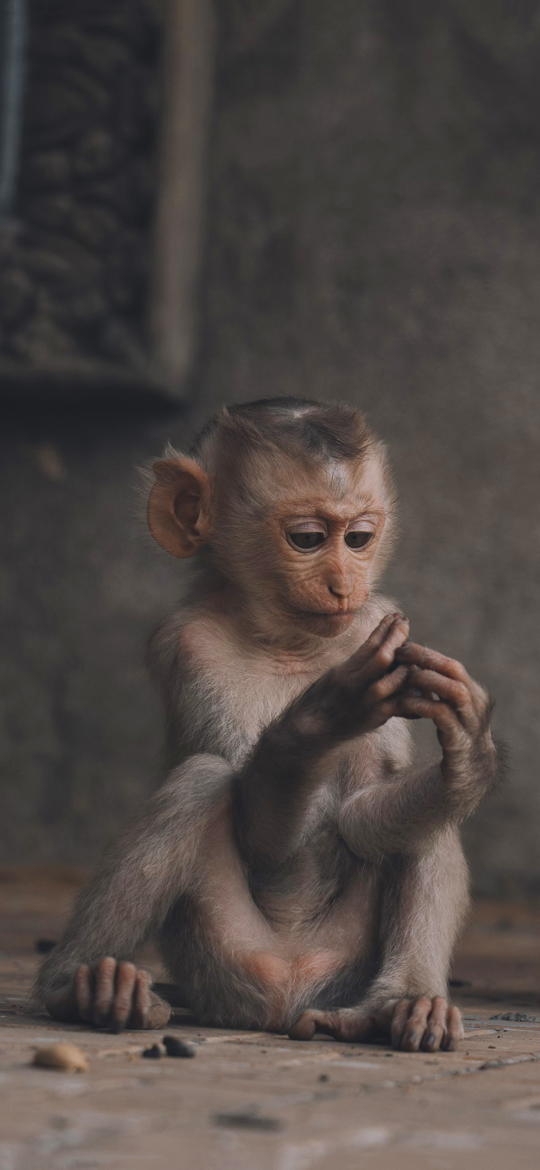 Monkey, monkey wallpapers, nature photography, wildlife lovers, 1080x2340 HD Handy