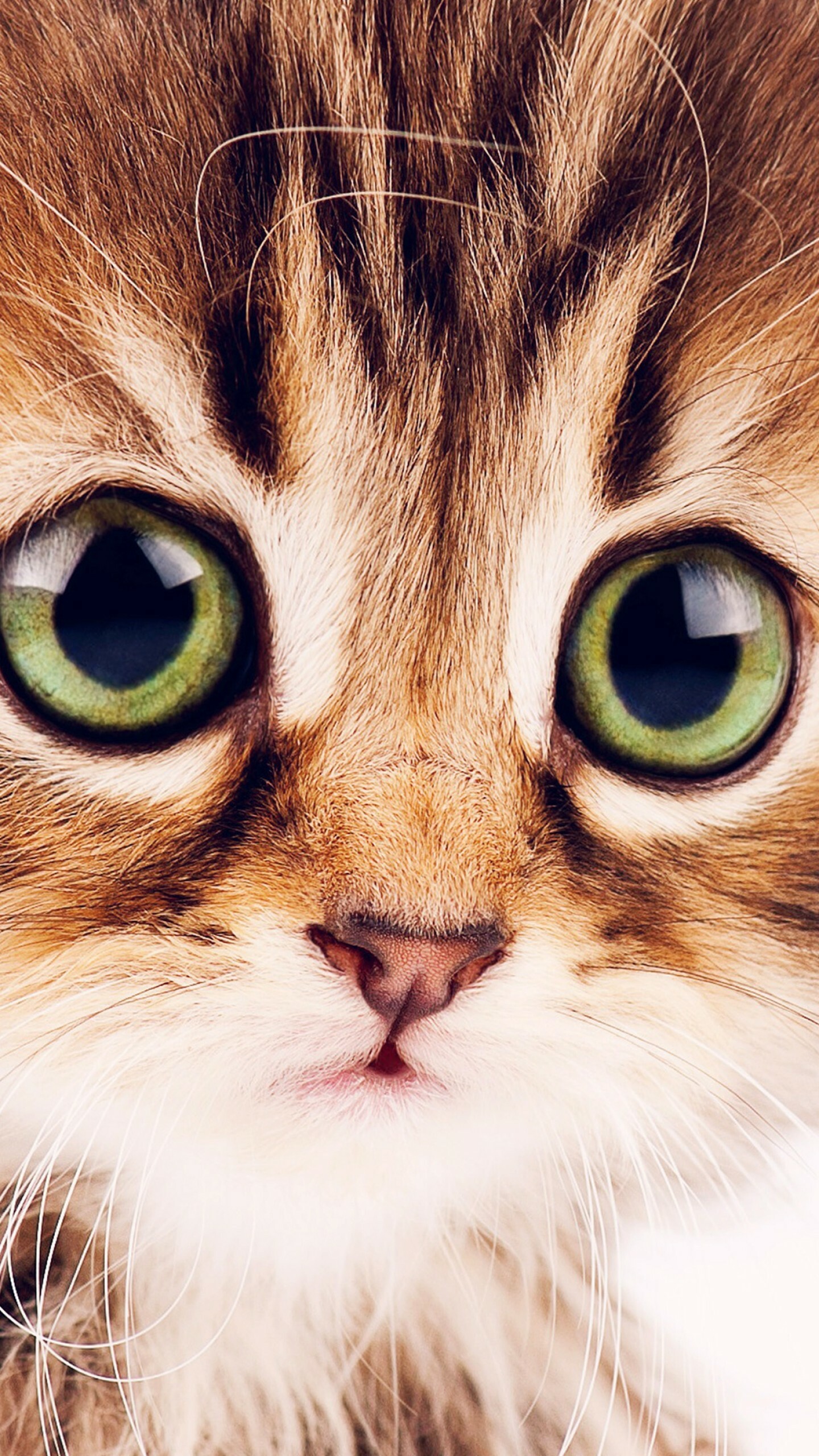 Kitten: Cats have a wider field of view — about 200 degrees, Feline eye. 1440x2560 HD Background.