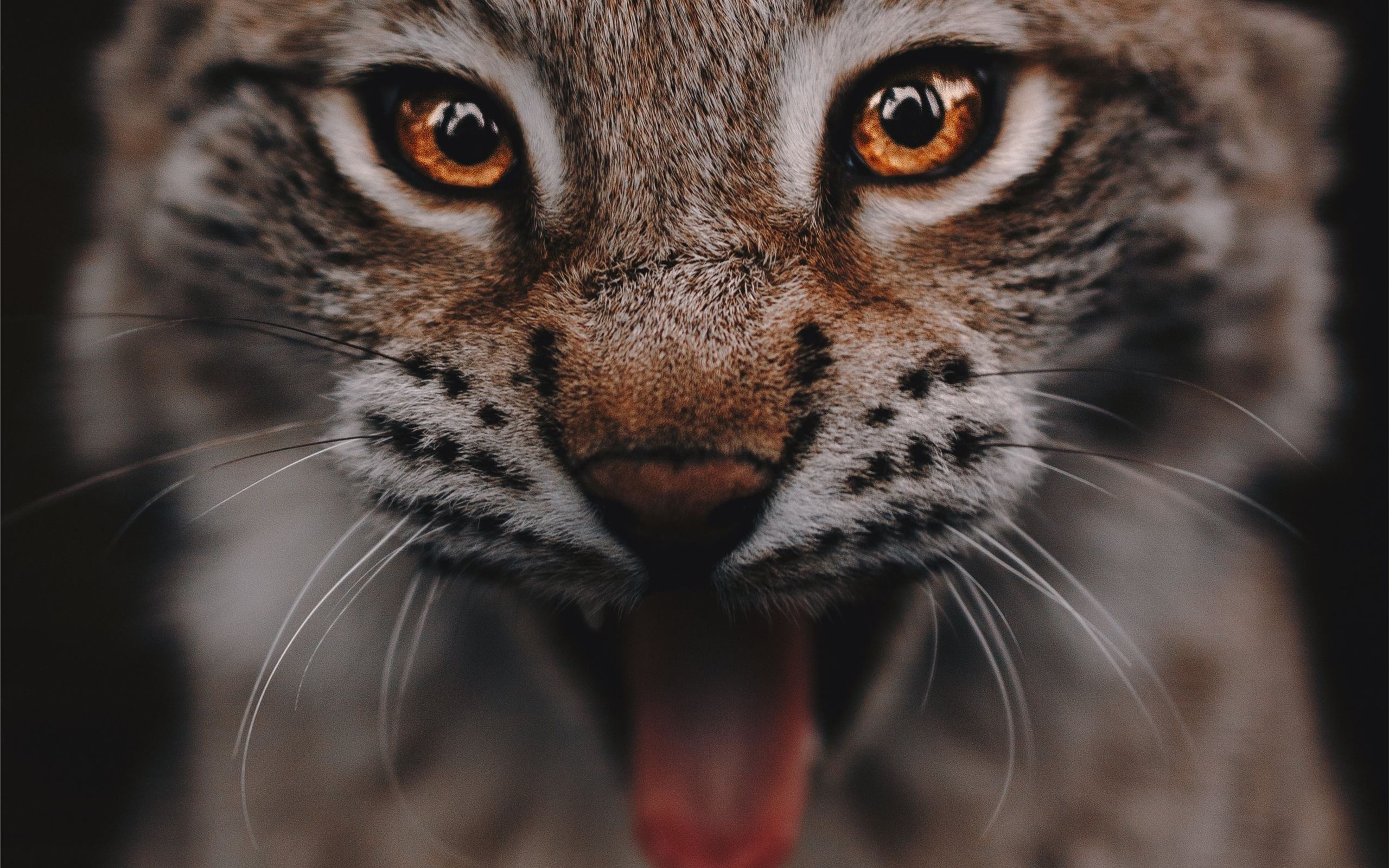 Angry lynx, Feral rage, Intimidating presence, Ferocious wildcat, 2560x1600 HD Desktop