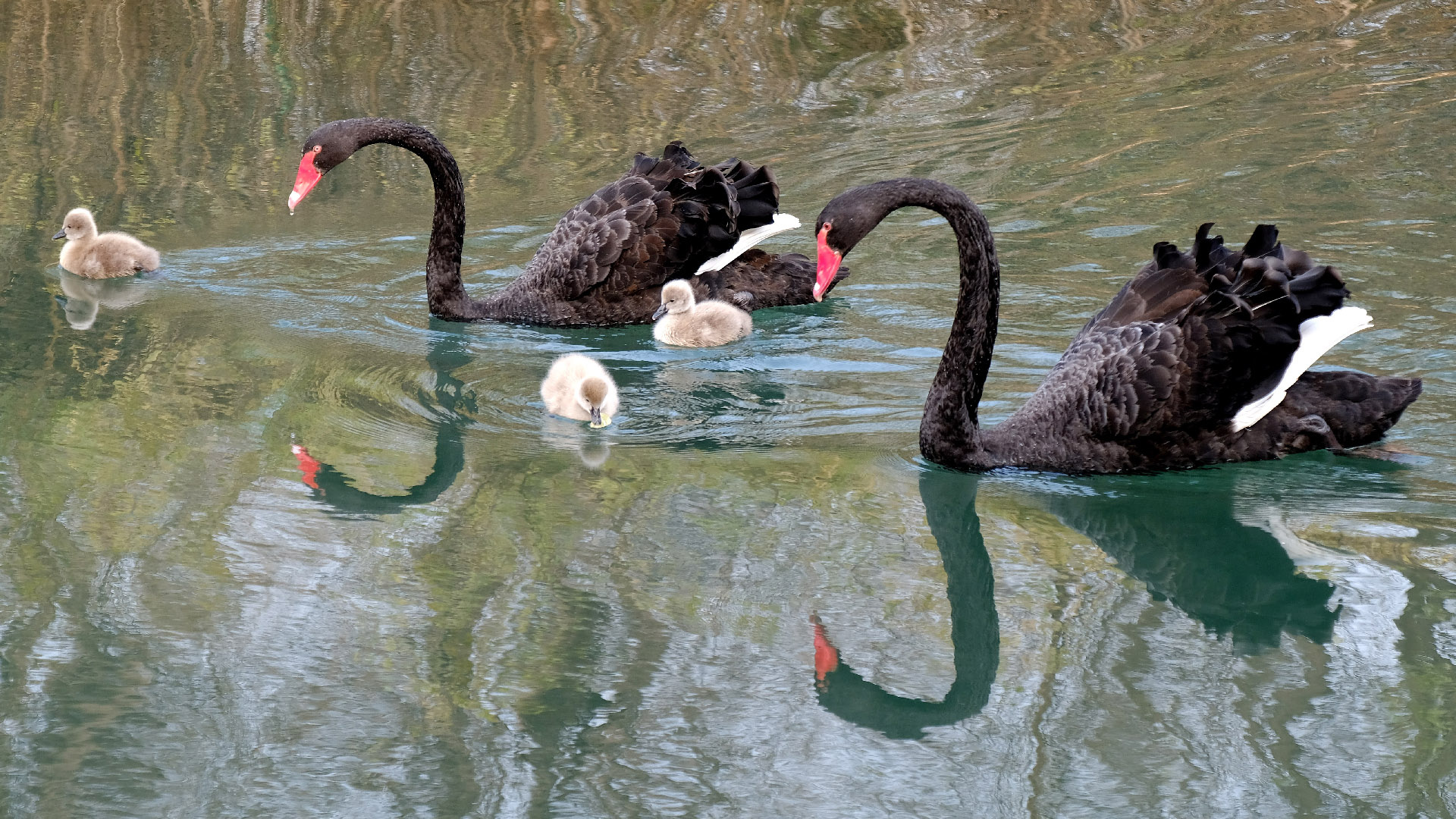 Swan, Animals, Black swan couple, Chicks, 1920x1080 Full HD Desktop