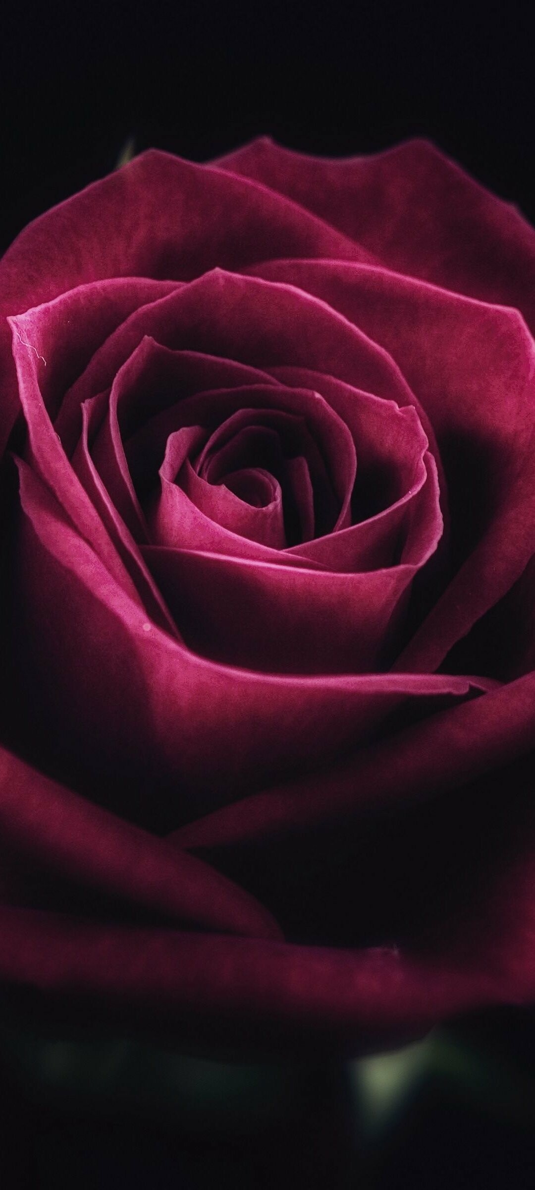 Rose: They are one of the most popular and widely cultivated groups of flowering plants, especially in temperate climates. 1080x2400 HD Background.
