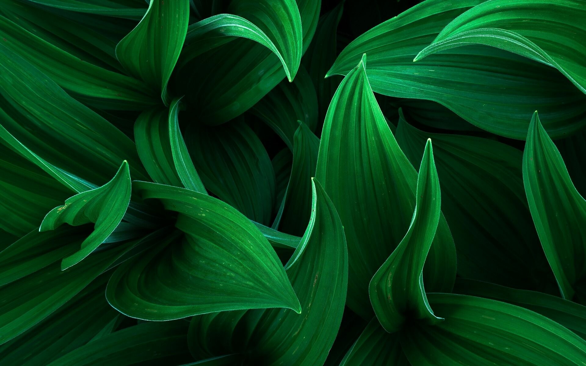 Leaf: A flattened green outgrowth from the stem of a vascular plant. 1920x1200 HD Wallpaper.