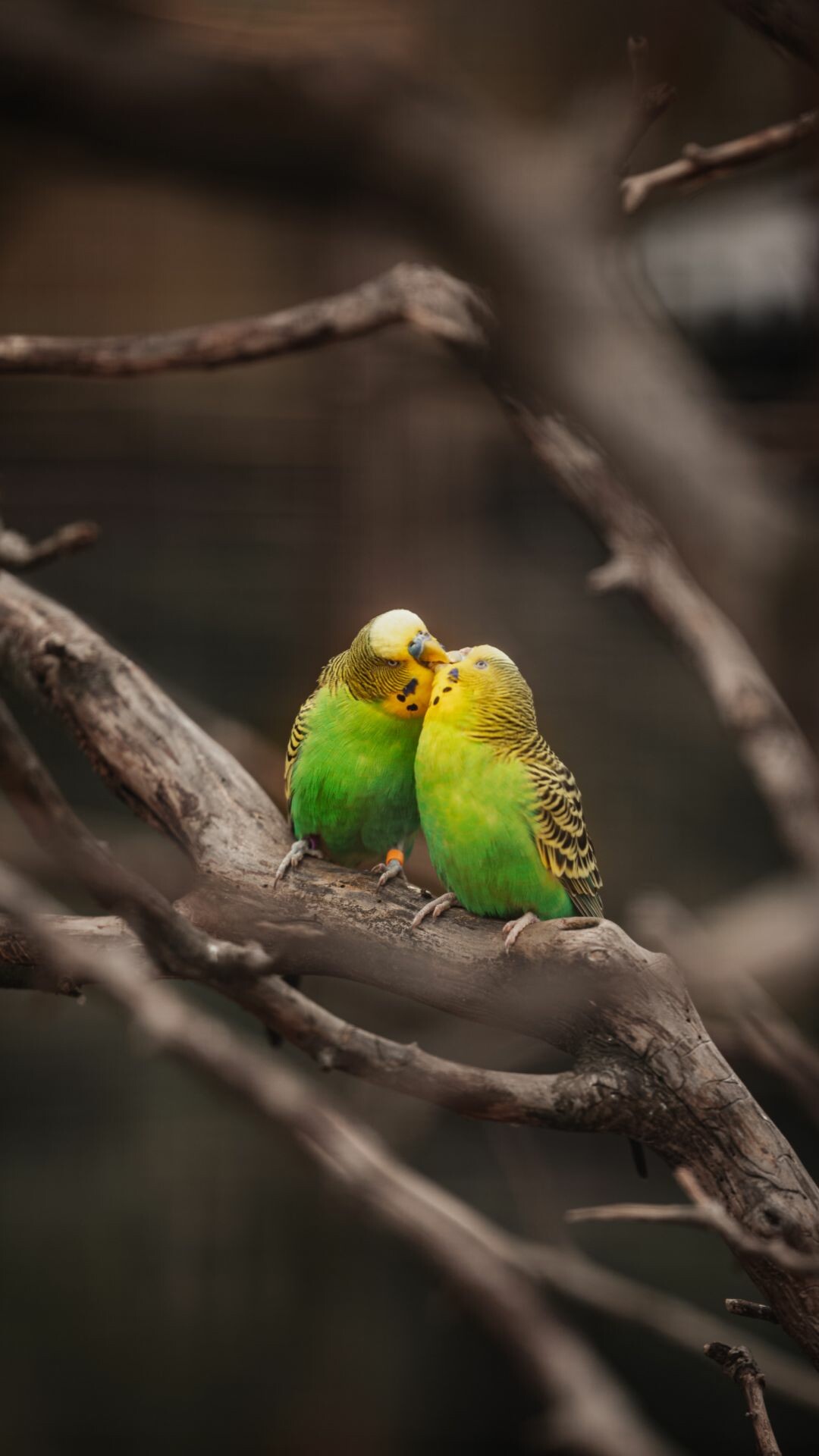 Bird: Parrots, Budgerigar, The only member of the genus Melopsittacus. 1080x1920 Full HD Background.