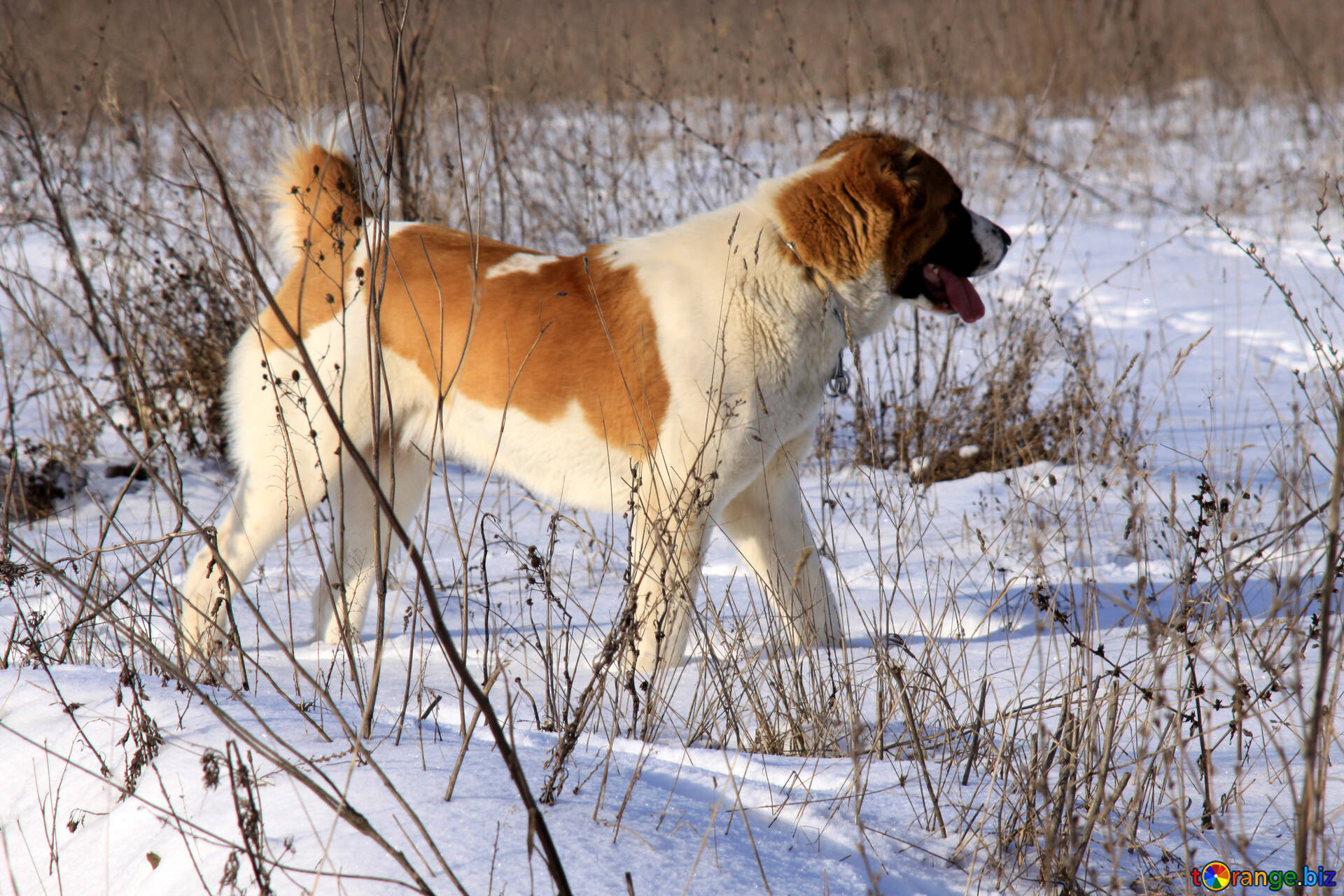 Alabai, Alabai dogs, Dog in winter, Winter images, 1920x1280 HD Desktop
