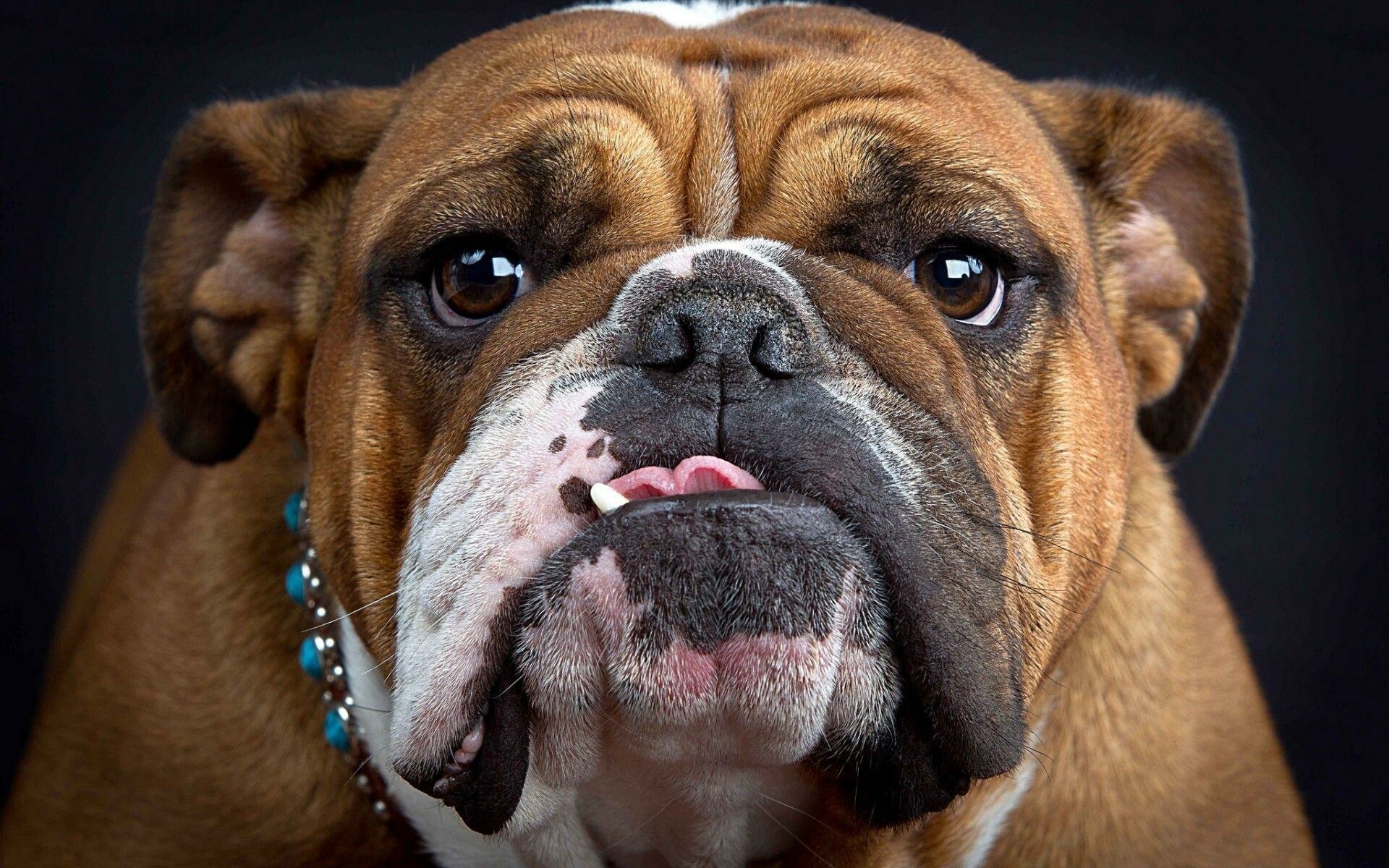 Bulldog: English breed, Its short, fine coat is tan, white, reddish brown, brindle, or piebald. 1920x1200 HD Wallpaper.