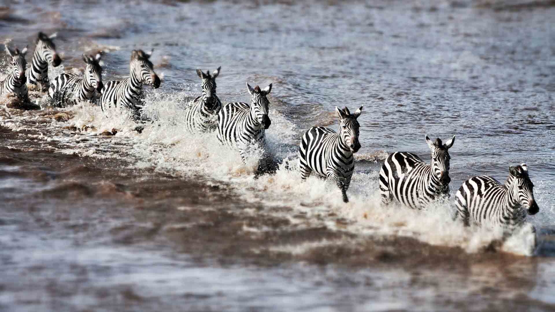 Zebrawanderung im Okavango Delta, 1920x1080 Full HD Desktop