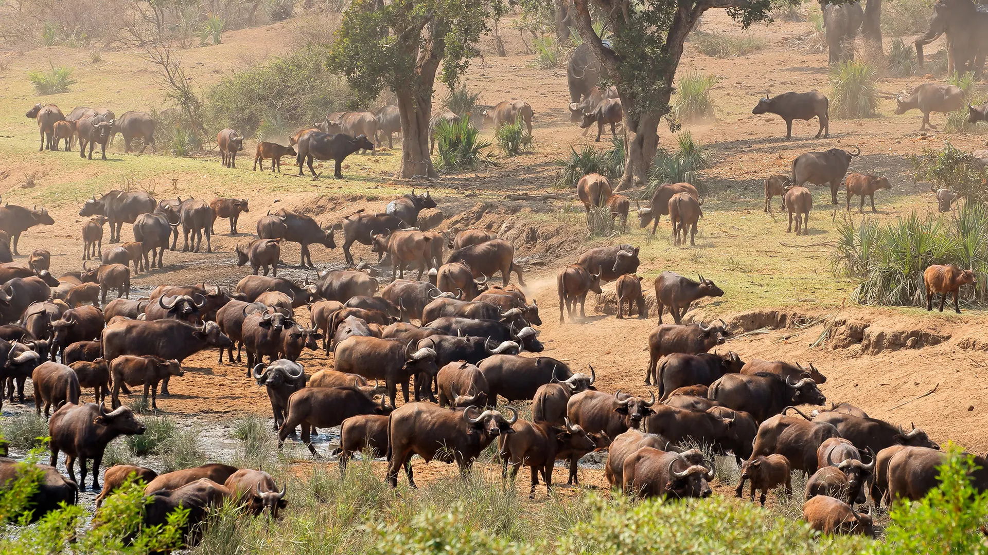 Kruger National Park, Elephant overpopulation, Conservation challenges, Wildlife preservation, 1920x1080 Full HD Desktop