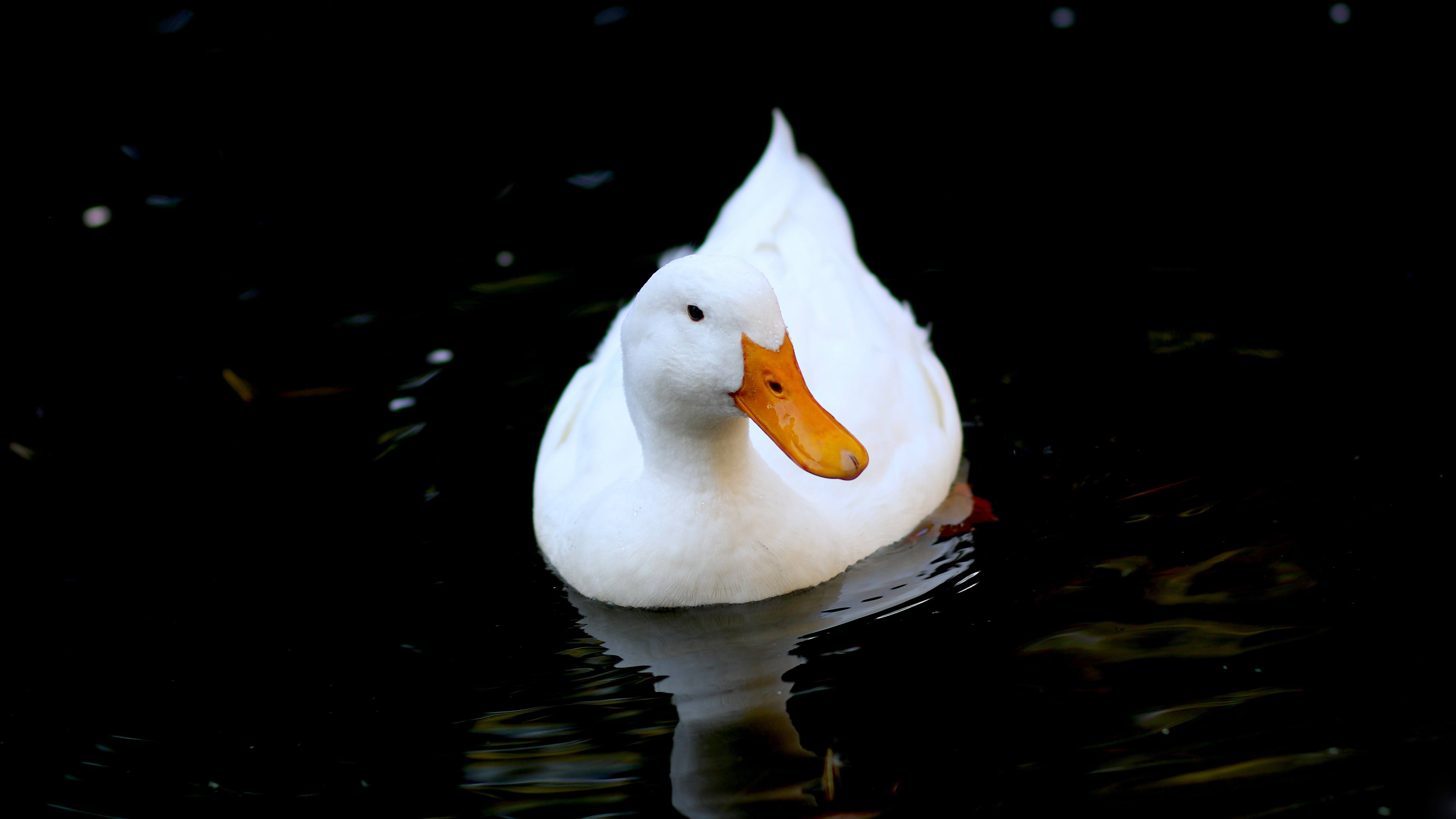White duck swimming, 4K wallpaper, High definition image, Widescreen display, 3840x2160 4K Desktop