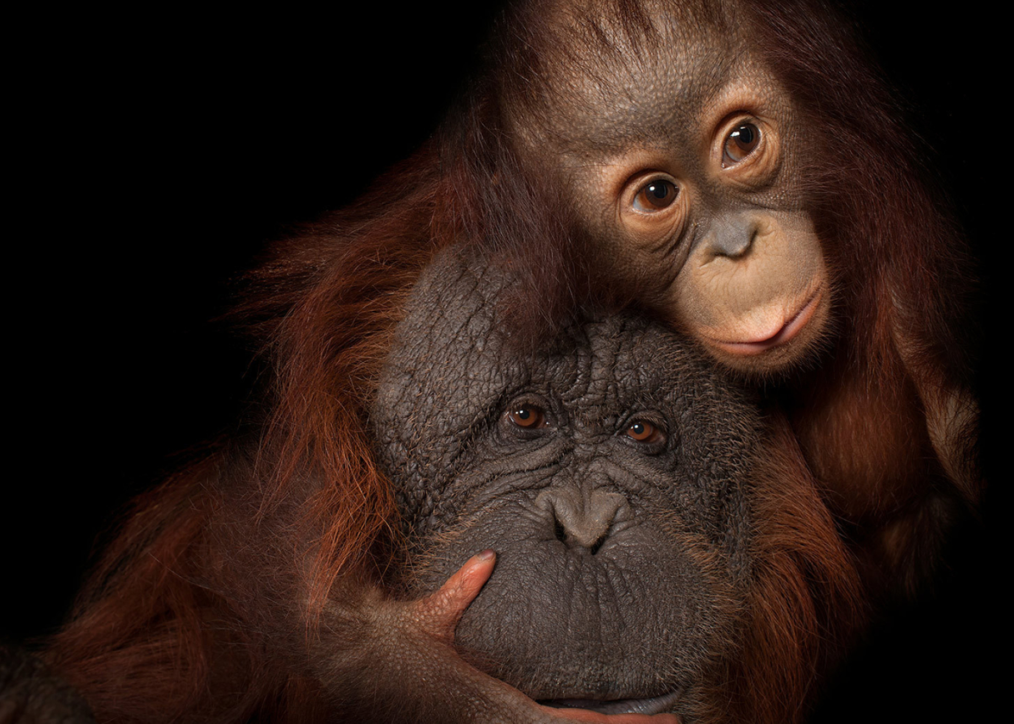 Original komar national geographic wandbild, Bornean orangutan, Captivating art, Nature's masterpiece, 2000x1430 HD Desktop
