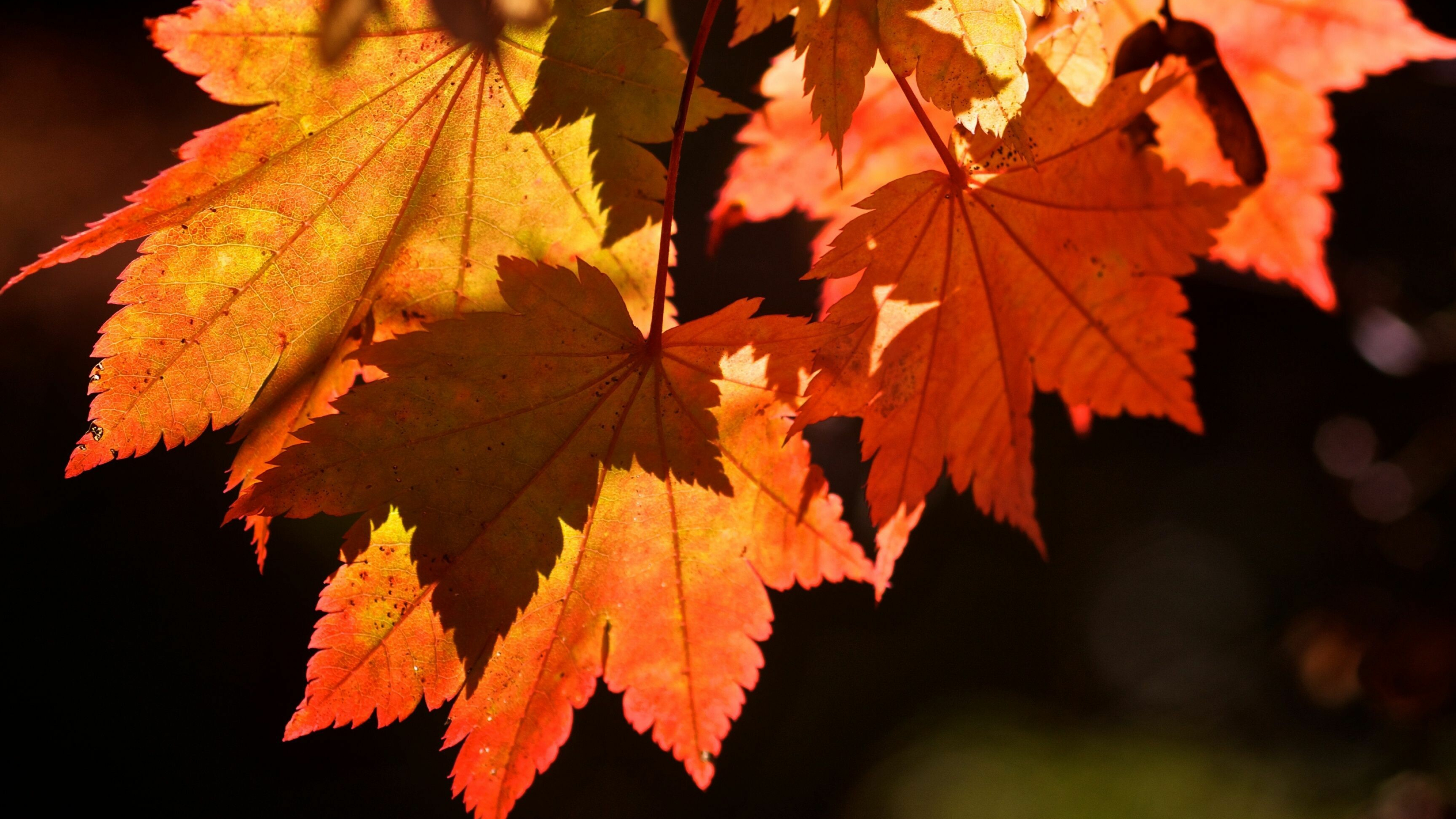 Leaf: Autumn, The fundamental structural units from which cones are constructed. 3840x2160 4K Wallpaper.