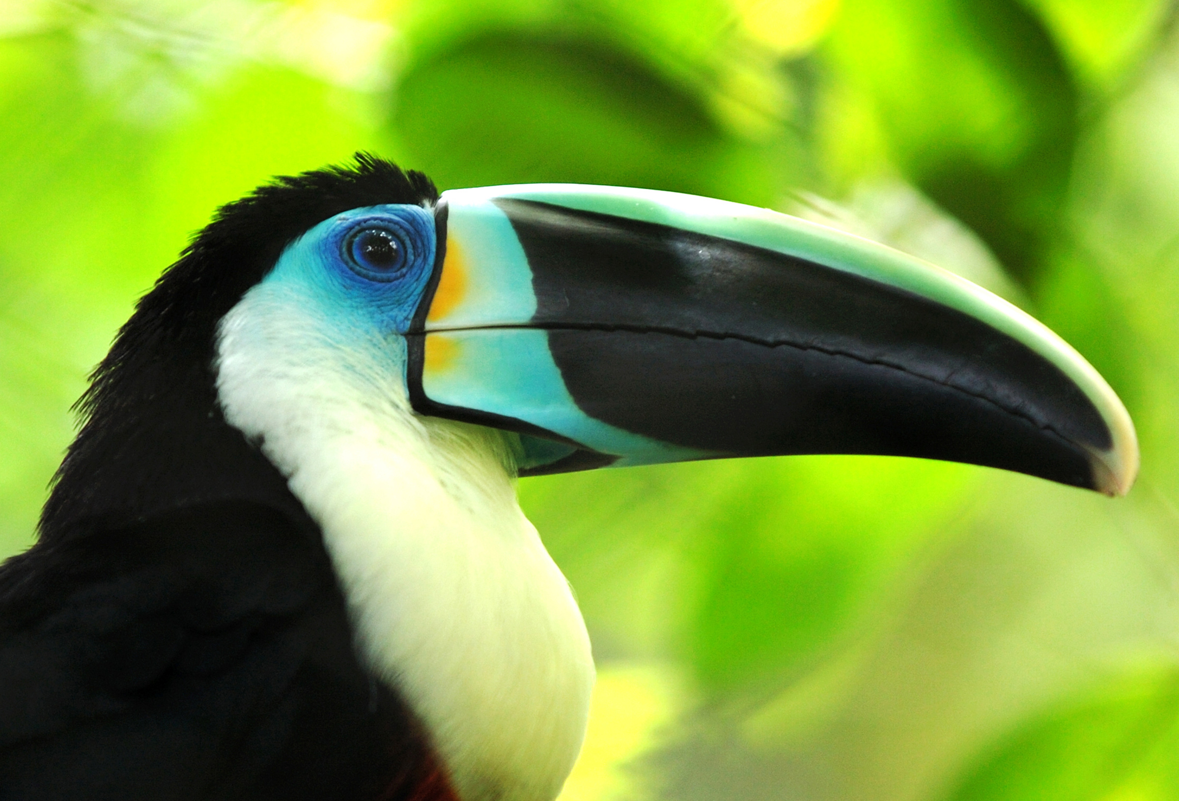 Toucan, 130 colorful wallpapers, Exotic bird photos, Tropical beauty, 2400x1630 HD Desktop