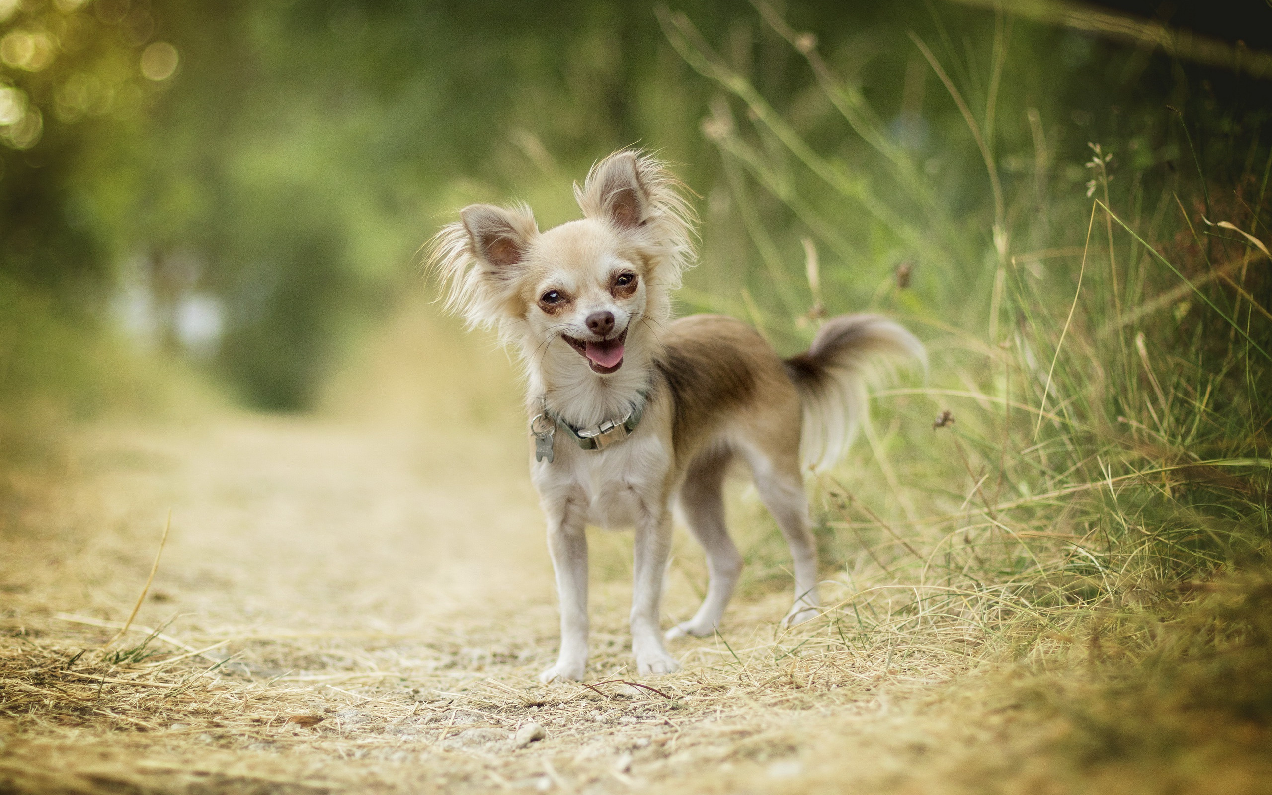 Chihuahua in forest, Cute and small, Lovely pet, Picturesque scenery, 2560x1600 HD Desktop