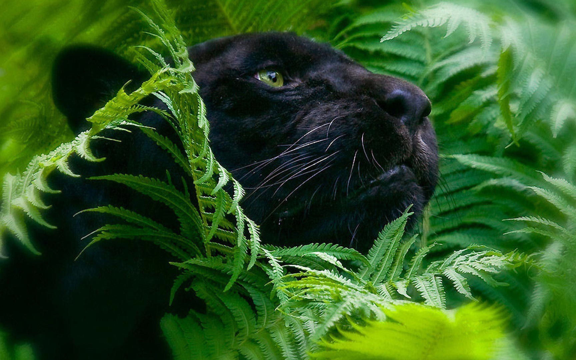 Black Panther (Animal): The product of a dominant gene mutation that causes extra melanin and a primarily black-colored coat. 1920x1200 HD Wallpaper.
