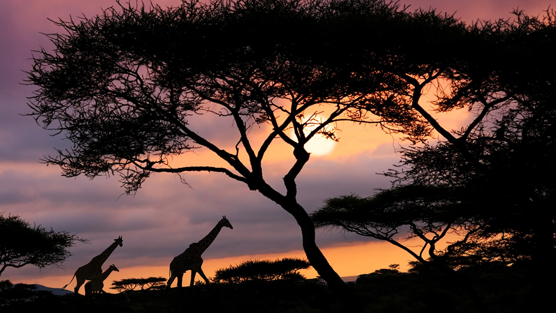 African Safari, Sunset, Tanzania, Windows 10, 1920x1080 Full HD Desktop