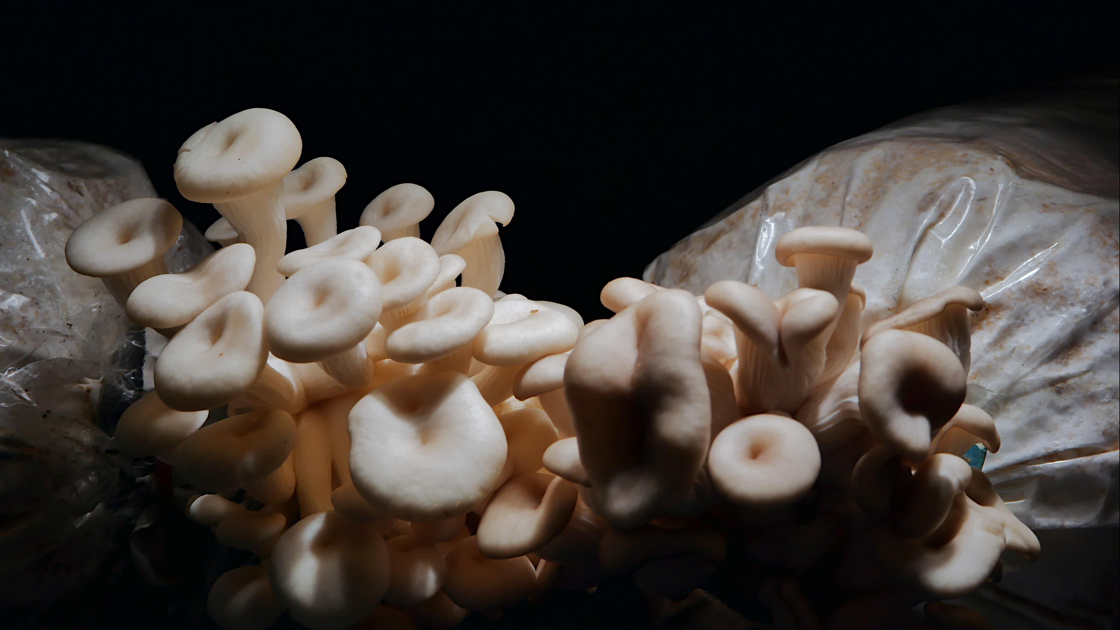 Oyster mushrooms, Free download, Stock video footage, Edible fungi, 3840x2160 4K Desktop