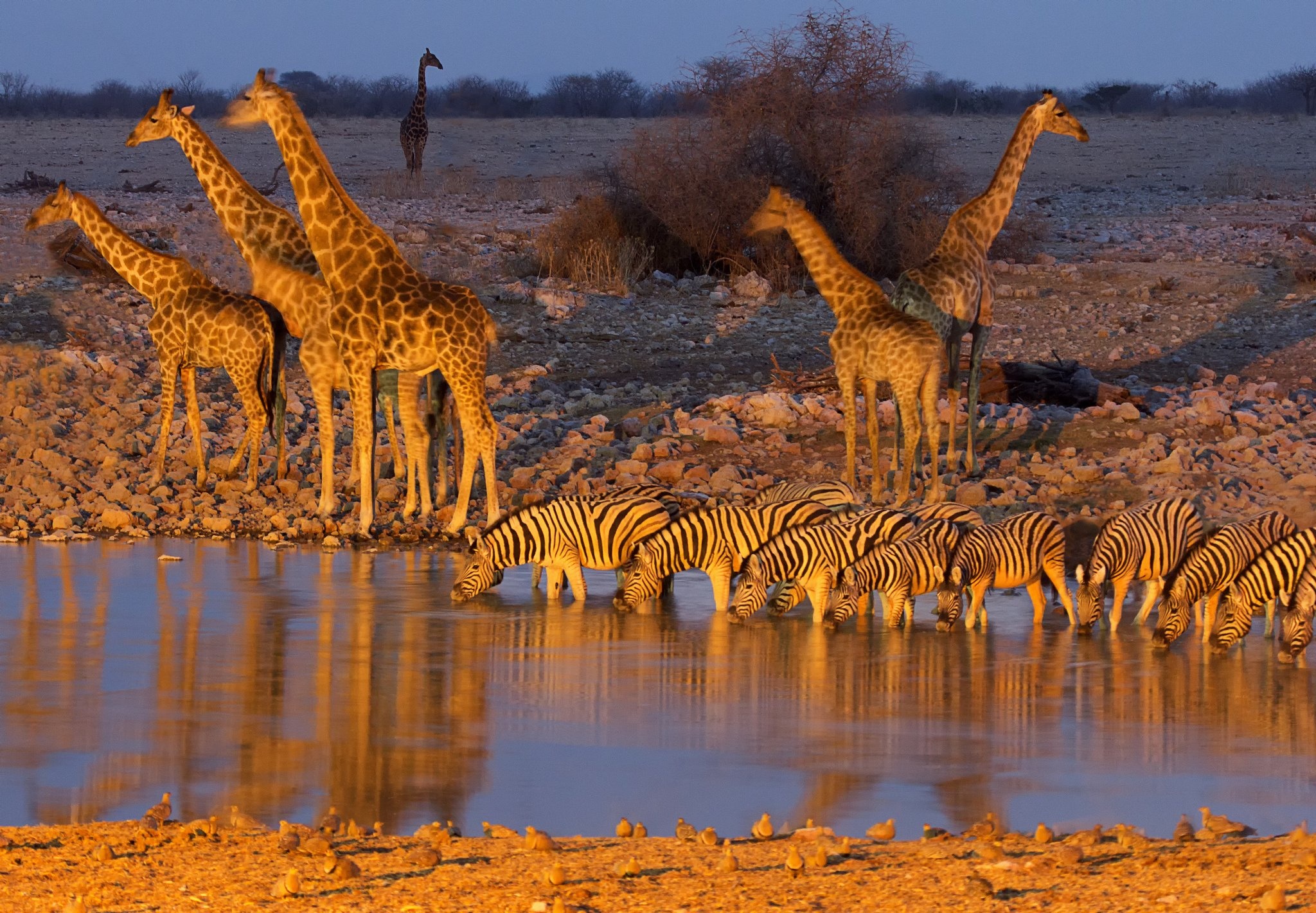 Etosha National Park, African safari, Majestic giraffes, Wildlife haven, 2050x1430 HD Desktop