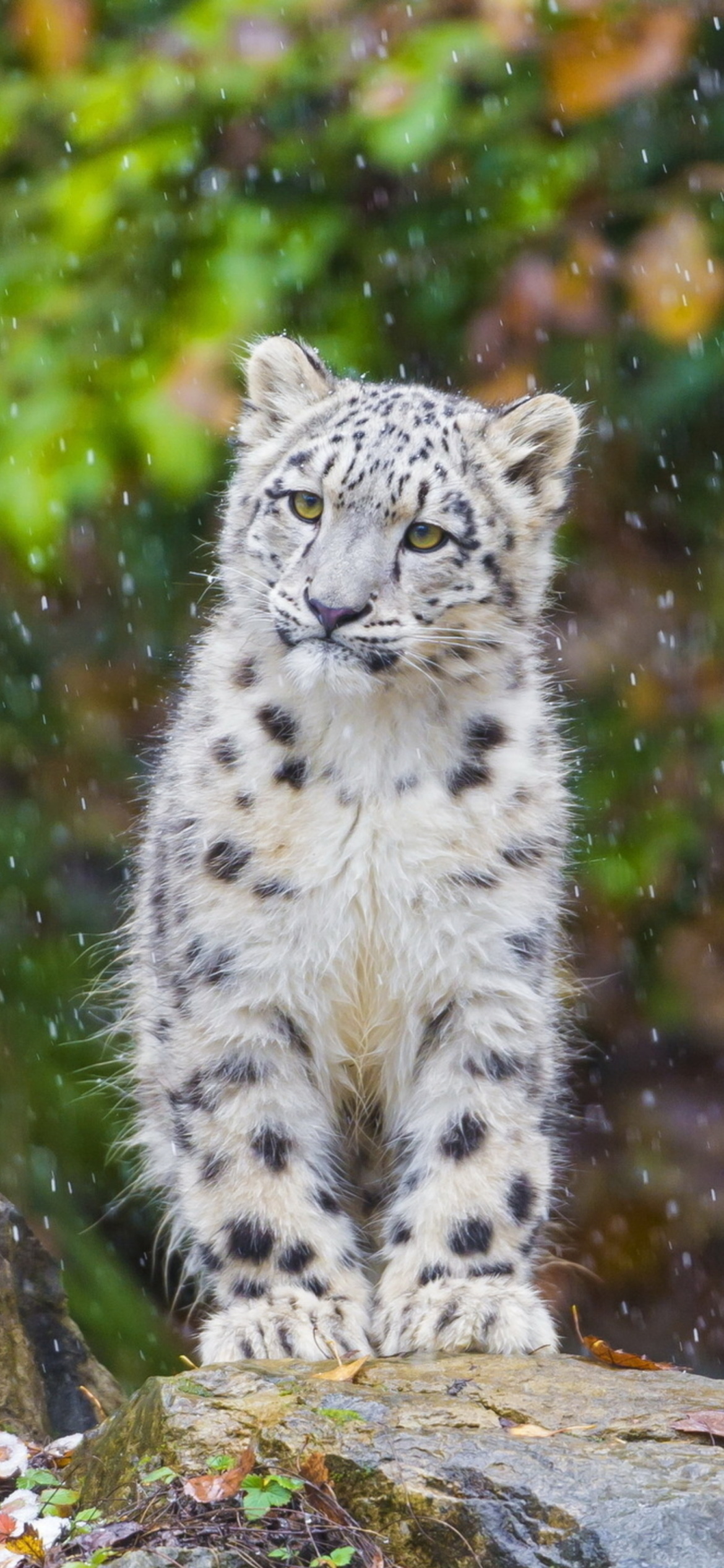 Snow Leopard, Zoo inhabitant, Captivating wallpaper, iPhone 11, 1170x2540 HD Handy