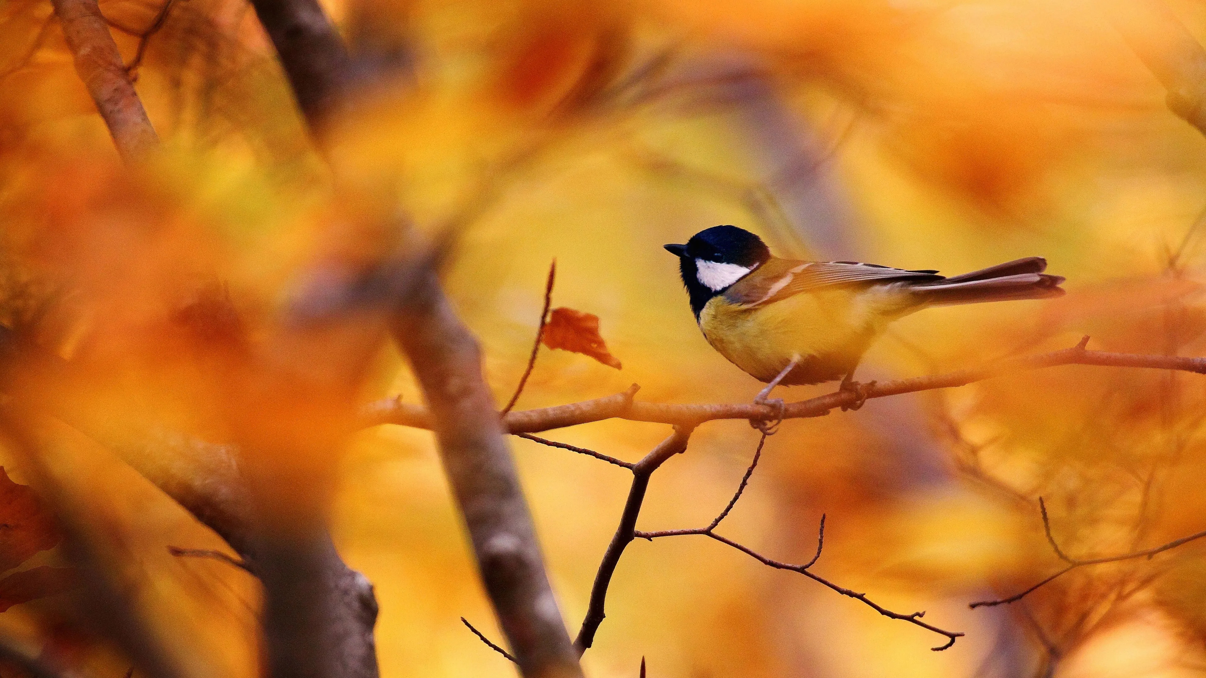 Autumn tree, Cute tit bird, 2K background, Image, 3840x2160 4K Desktop