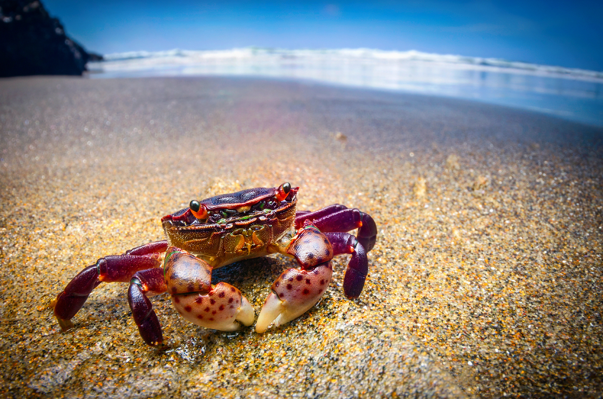Crab: Beach, Communicate with each other by drumming or waving their pincers. 1920x1280 HD Wallpaper.