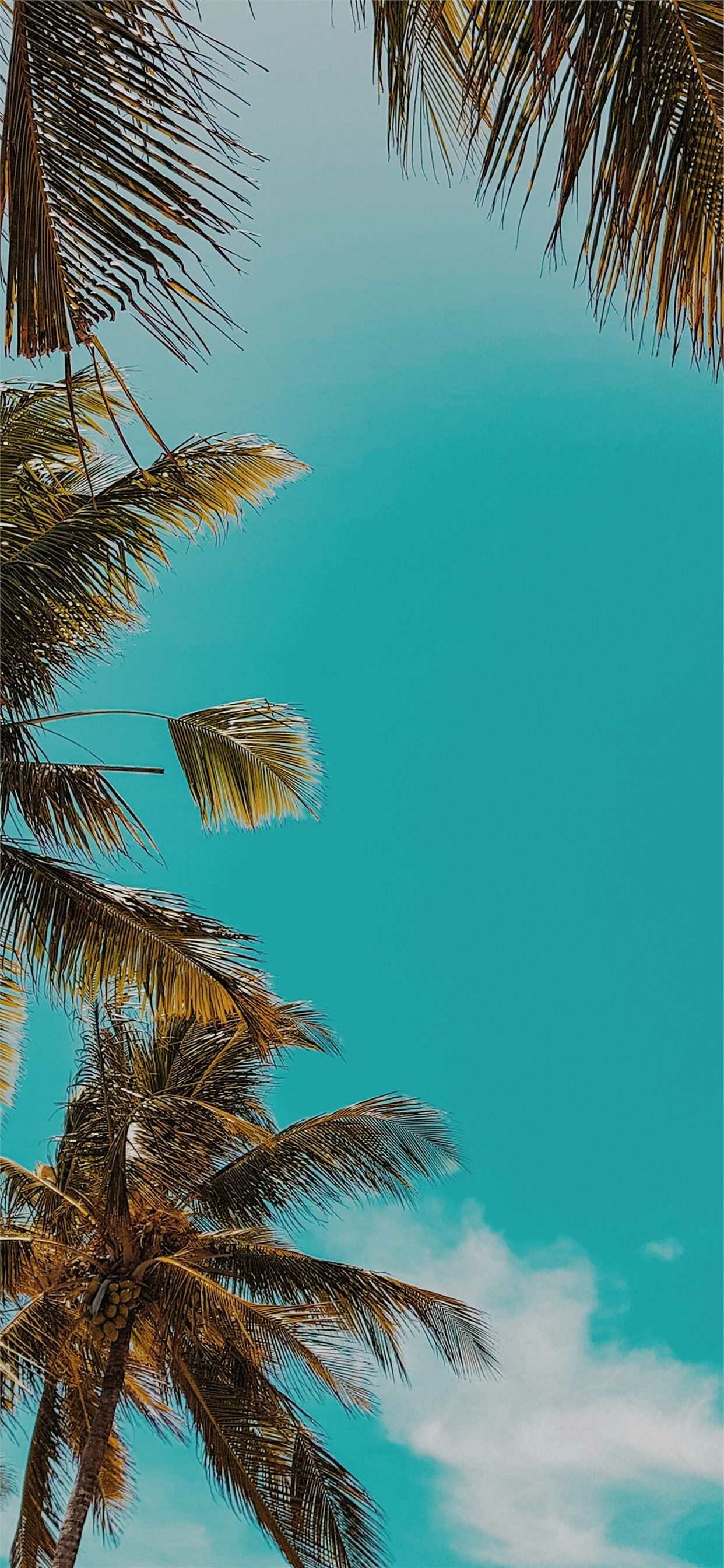 Summer: Hot days, Summering at tropical island paradise. 1250x2690 HD Wallpaper.