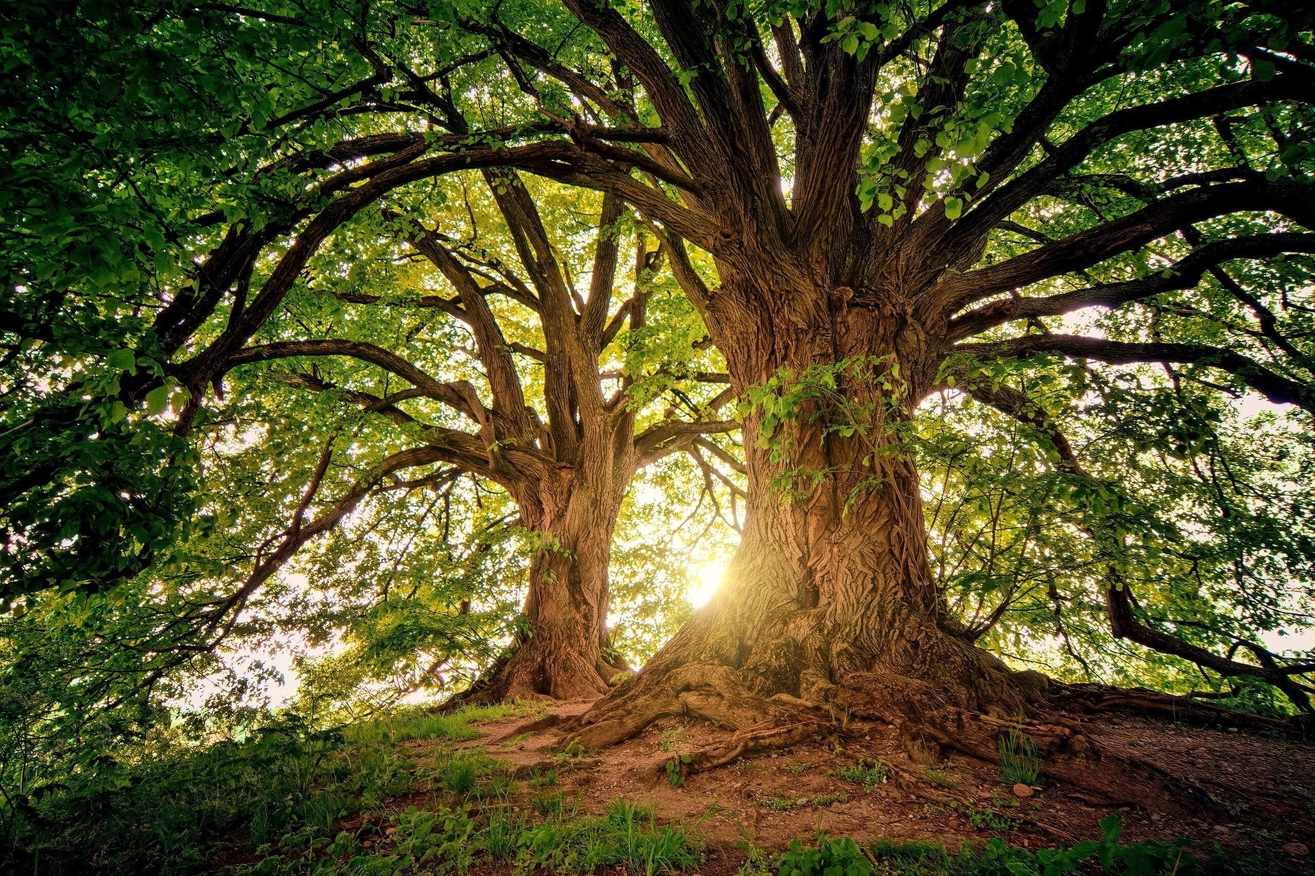 Baum, Natur, Alte Baum-Hintergrundbilder, Hintergrnde, 2560x1710 HD Desktop