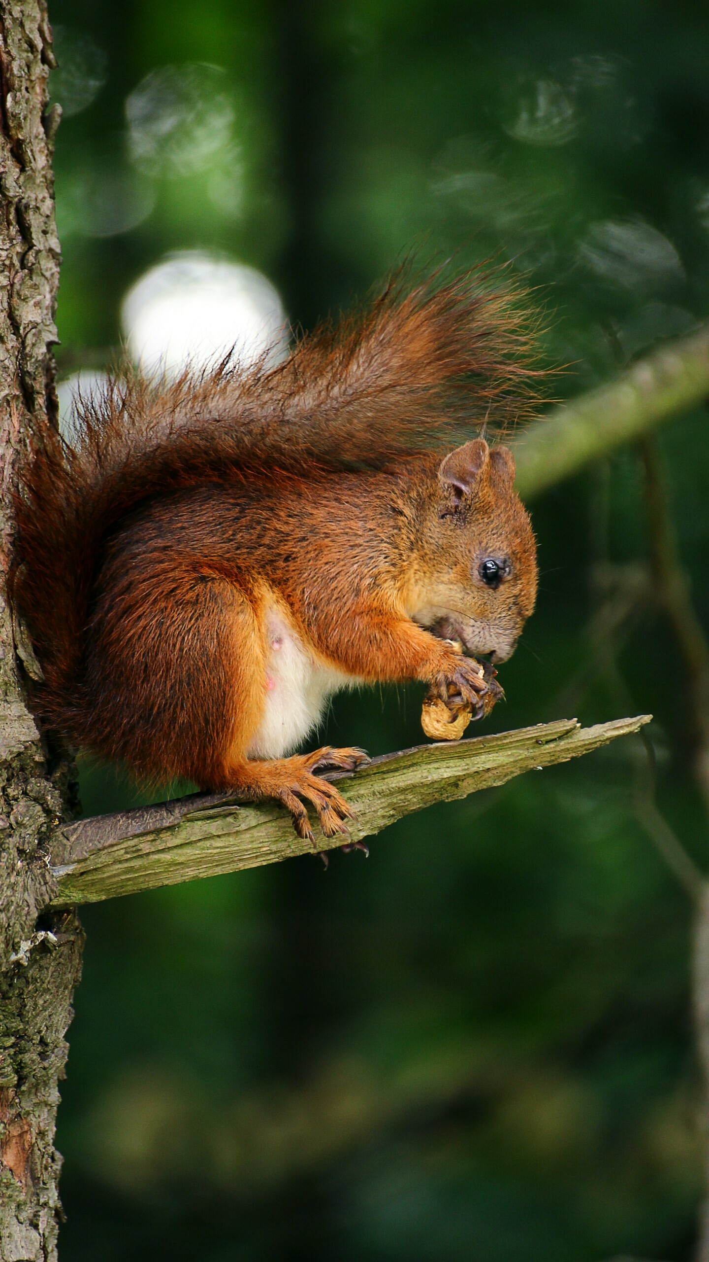 Squirrel: Animals of deciduous woodland, dependant upon the large seeds of such trees as oak, beech, hazel. 1440x2560 HD Wallpaper.