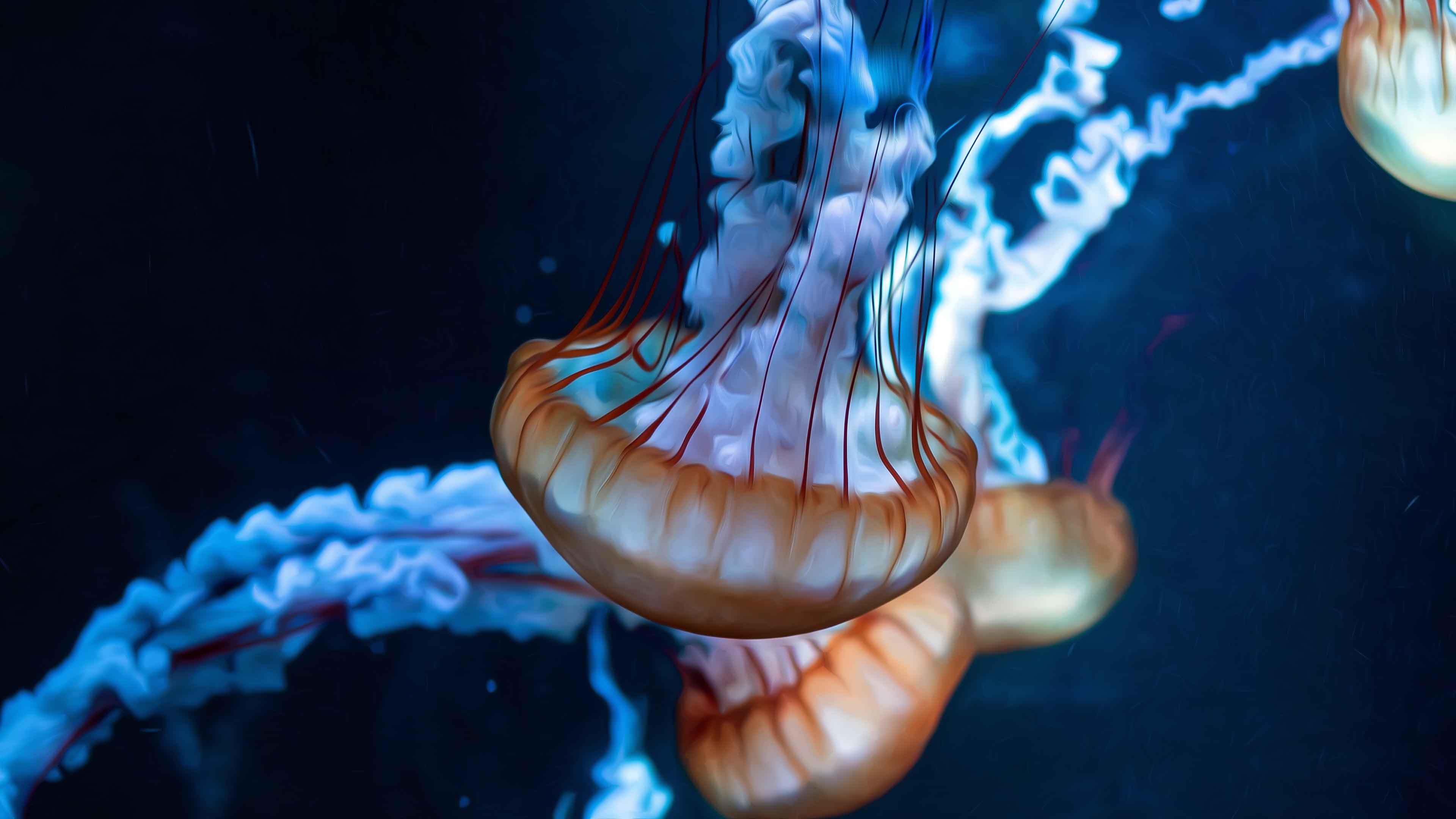 Jellyfish painting, 4K wallpaper, Artistic marine life, Vibrant underwater creation, 3840x2160 4K Desktop
