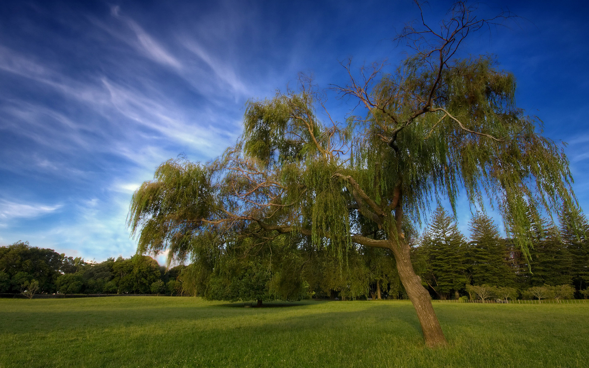 Willow Tree, Sky lawn, Iva willow, 1920x1200 HD Desktop