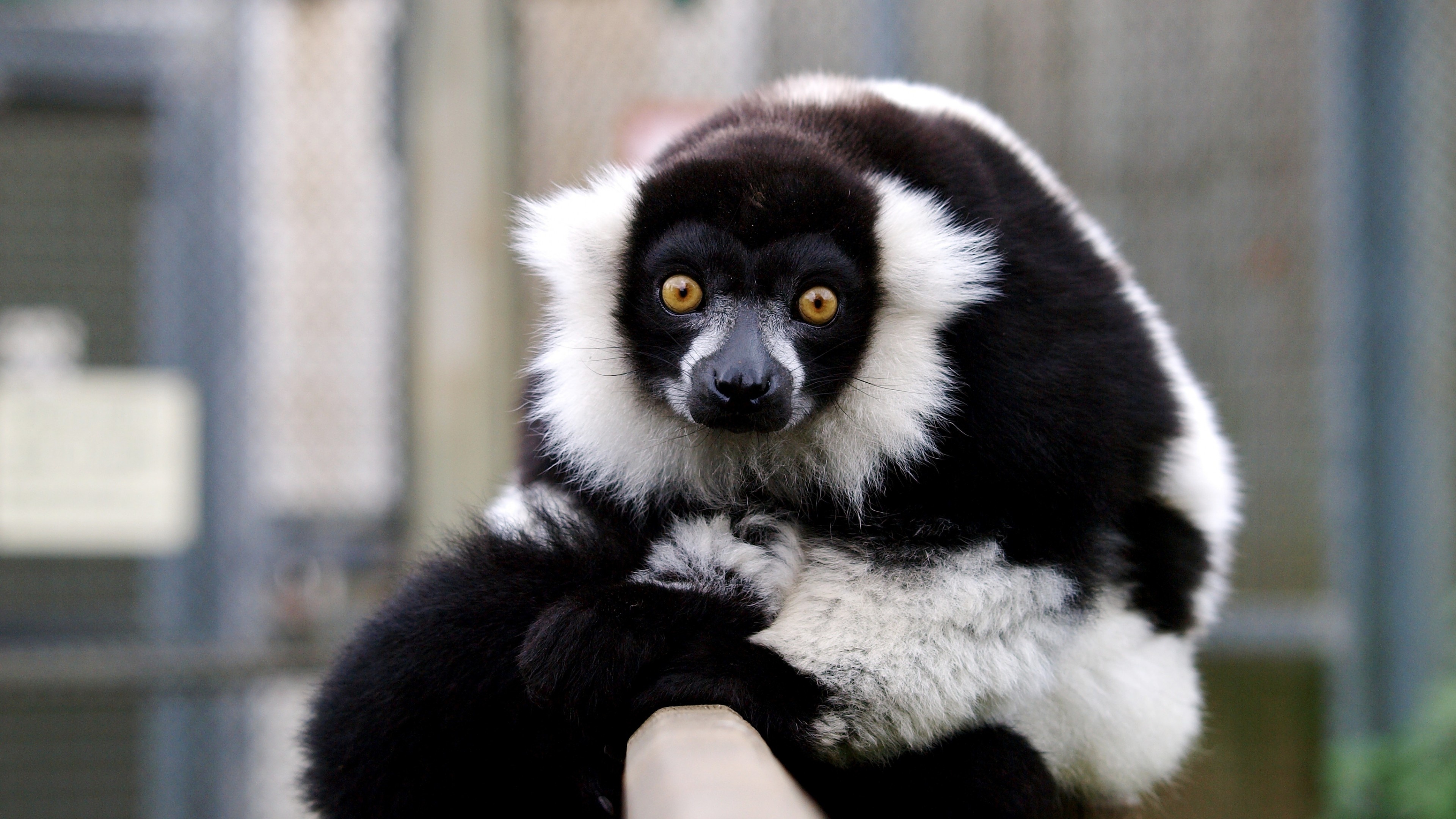 Funny lemurs, Cute animal, Wallpaper for laughs, Animal kingdom, 3840x2160 4K Desktop