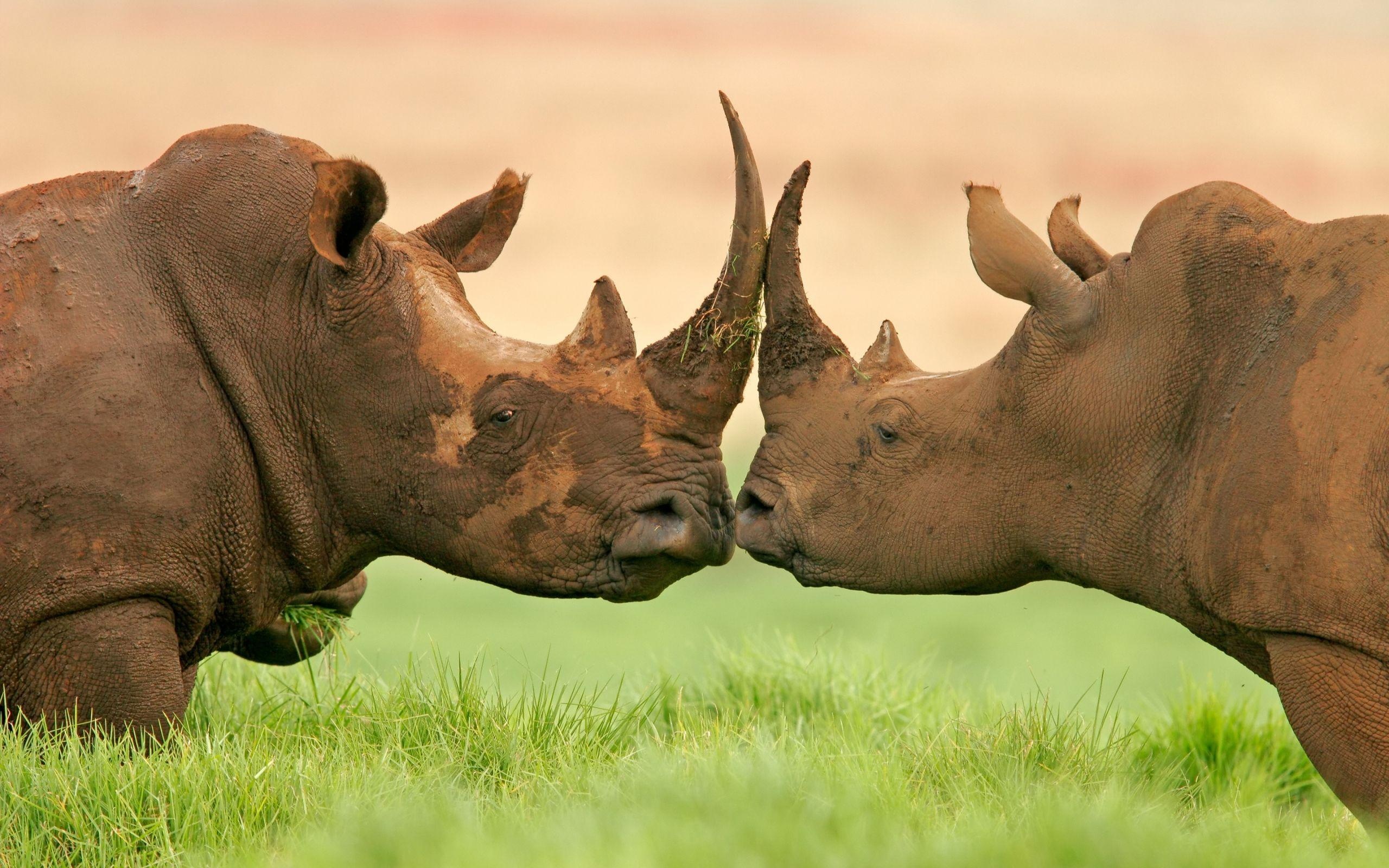 Rhino kingdom, Enigmatic creatures, Untouched wilderness, Natural beauty, 2560x1600 HD Desktop