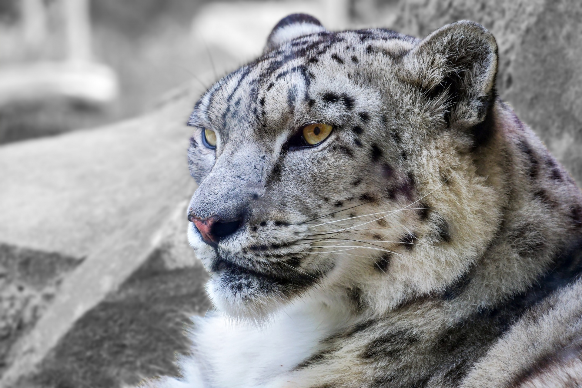 Snow Leopard, Count, Population, 1920x1280 HD Desktop