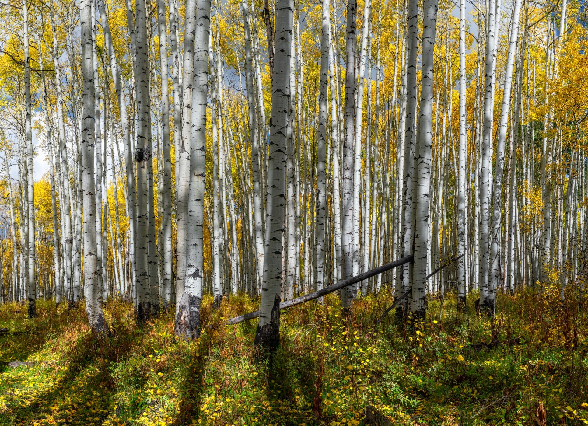 Aspen thicket photos, Abundant growth, Nature's haven, A dense sanctuary, 1940x1400 HD Desktop