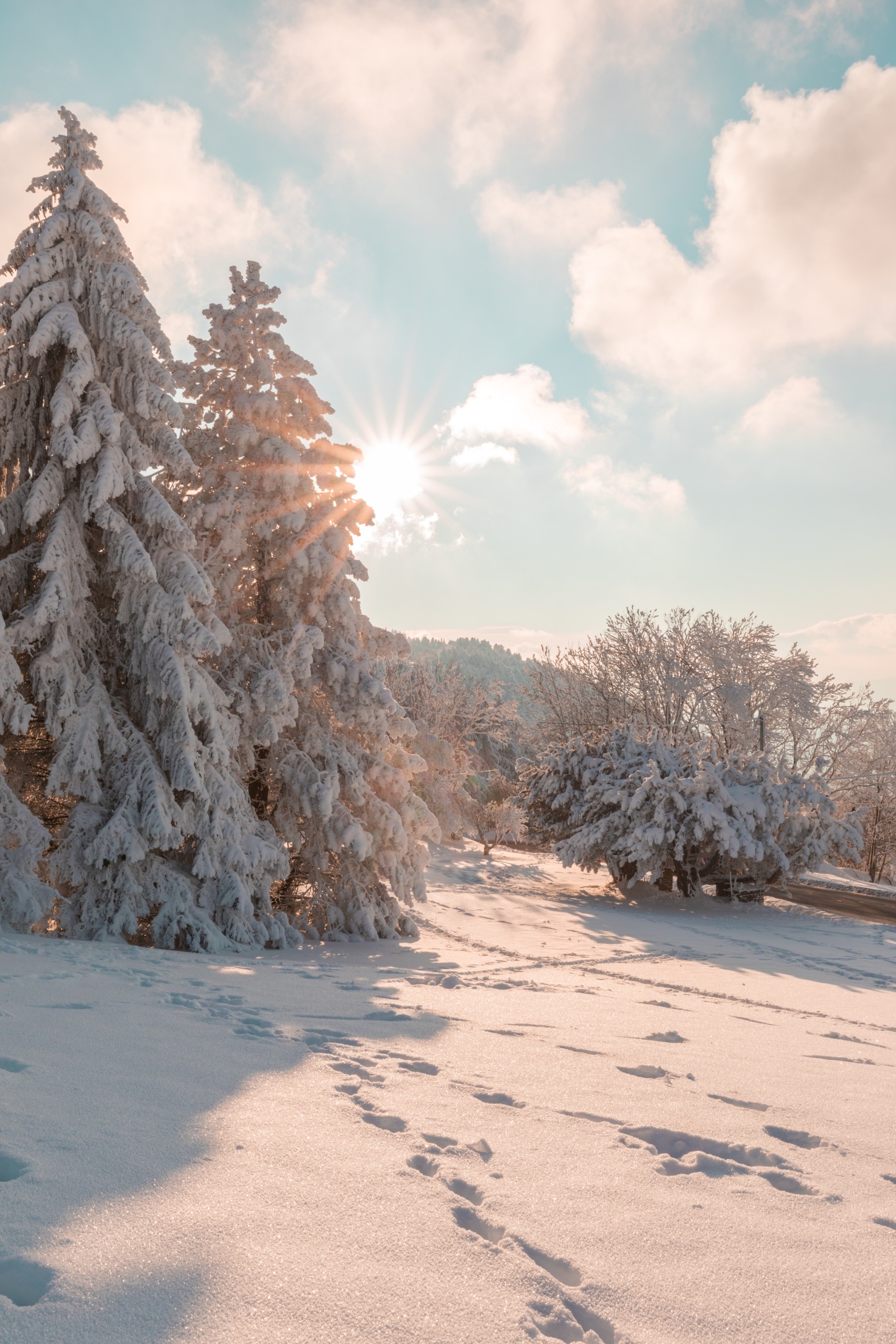 Free HD Winter Wallpaper Backgrounds For iPhone - Glory of the Snow 1710x2560