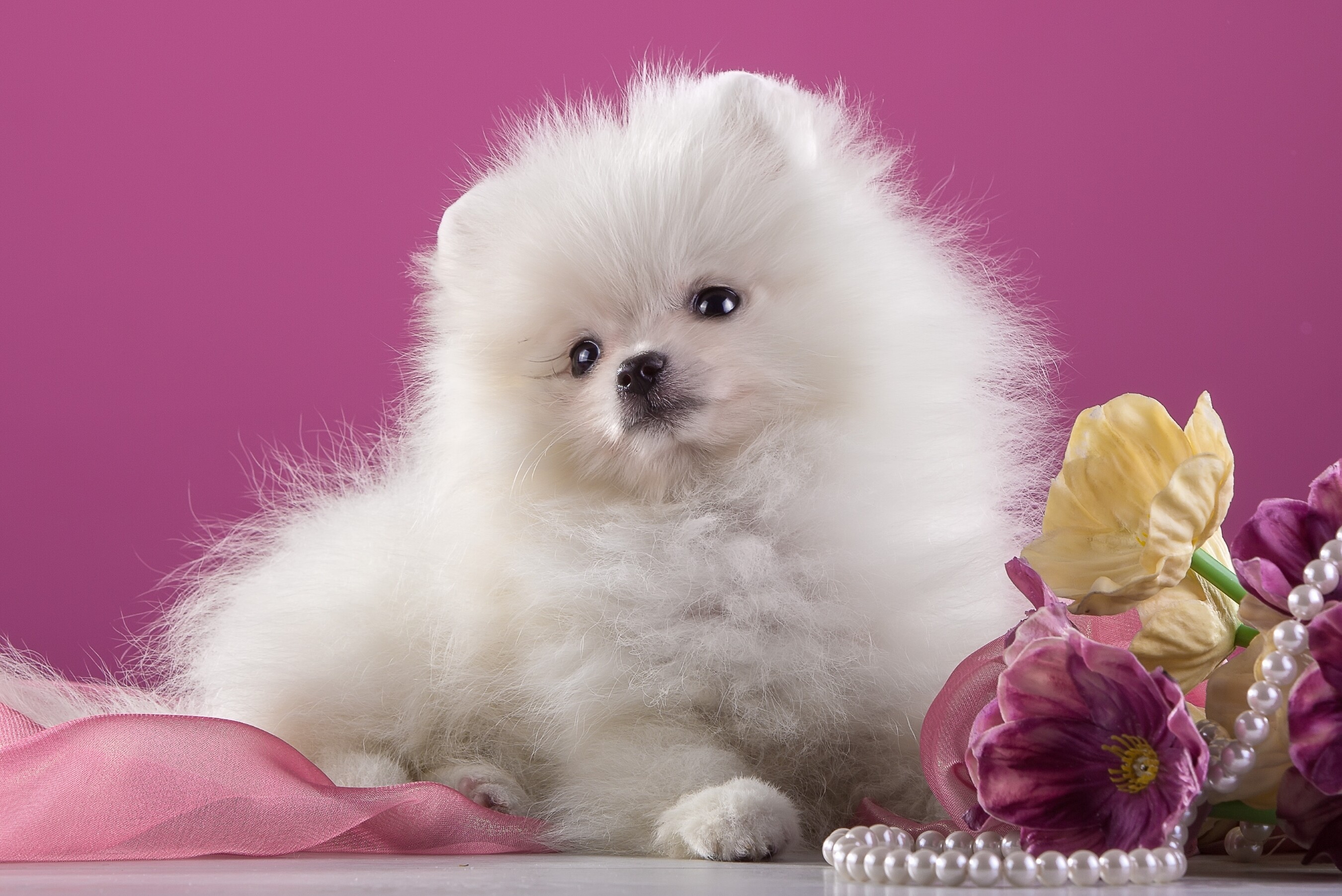 Pomeranian: White puppy, The breed known as the Zwergspitz ("Dwarf Spitz"). 2700x1810 HD Background.