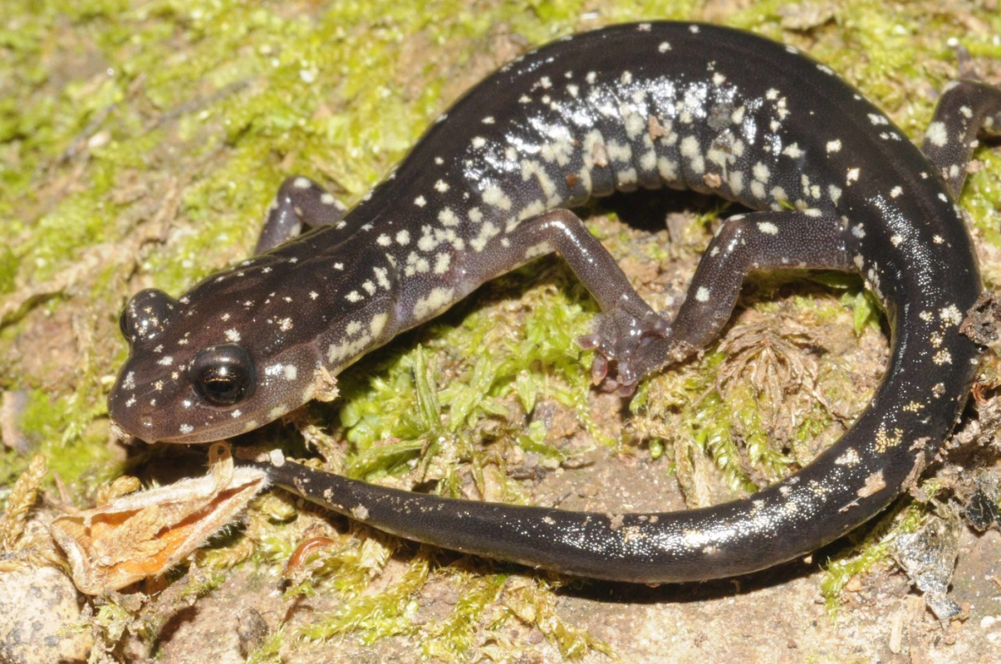 Cow knob salamander photos, Close encounters with wildlife, Inaturalist's wildlife collection, Nature at its best, 2050x1360 HD Desktop