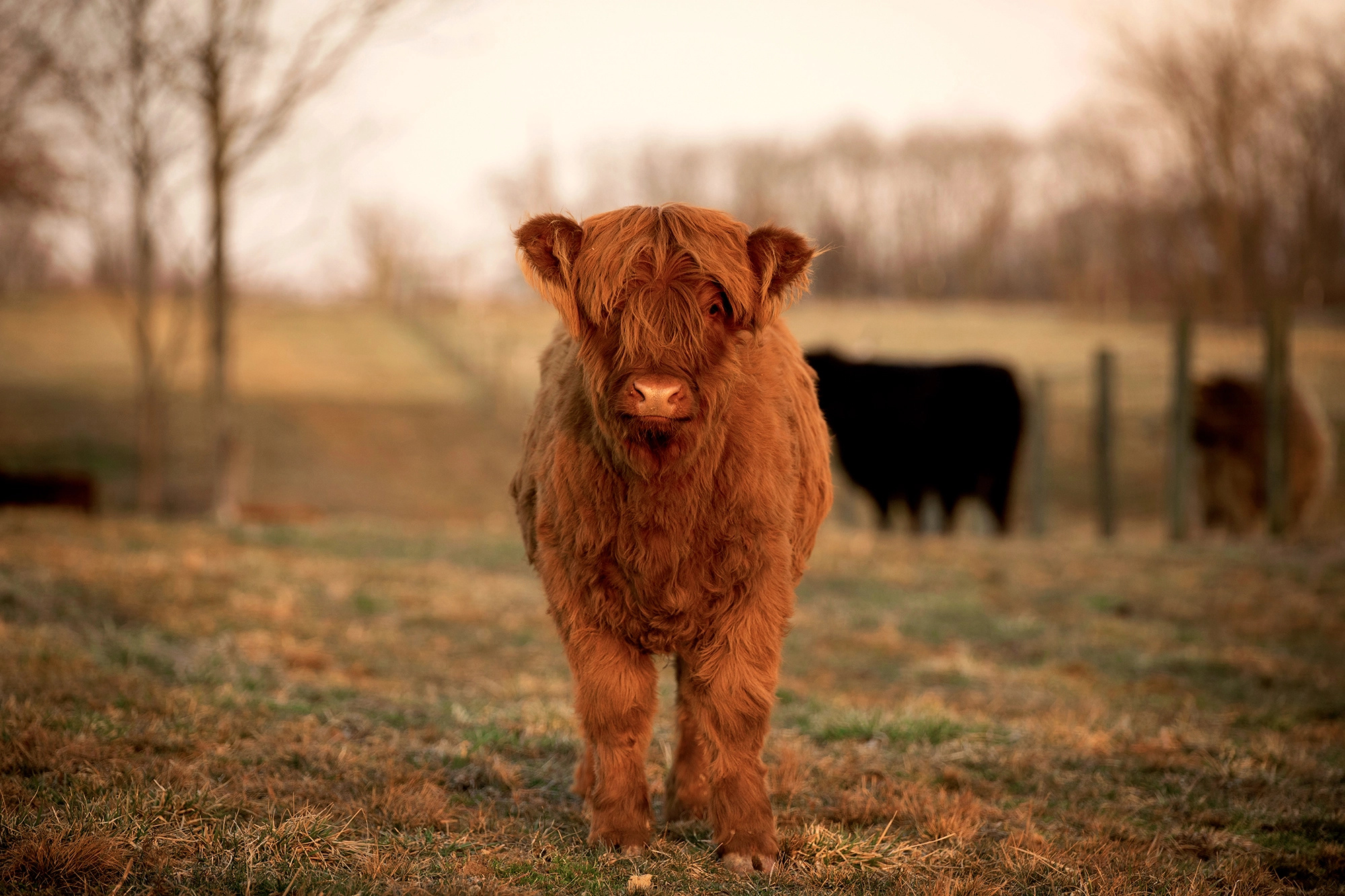 Adorable cow calves, Cuteness overload, Kentucky farm scenery, Farm animals in their habitat, 2000x1340 HD Desktop