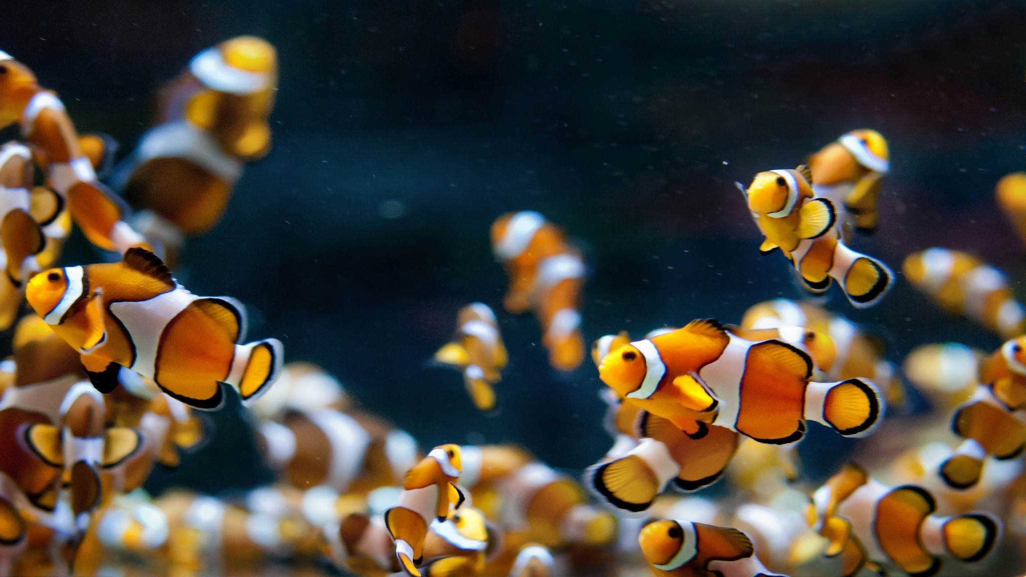 Macro animals, Clownfish close-up, HD desktop wallpaper, Underwater photography, 2050x1160 HD Desktop