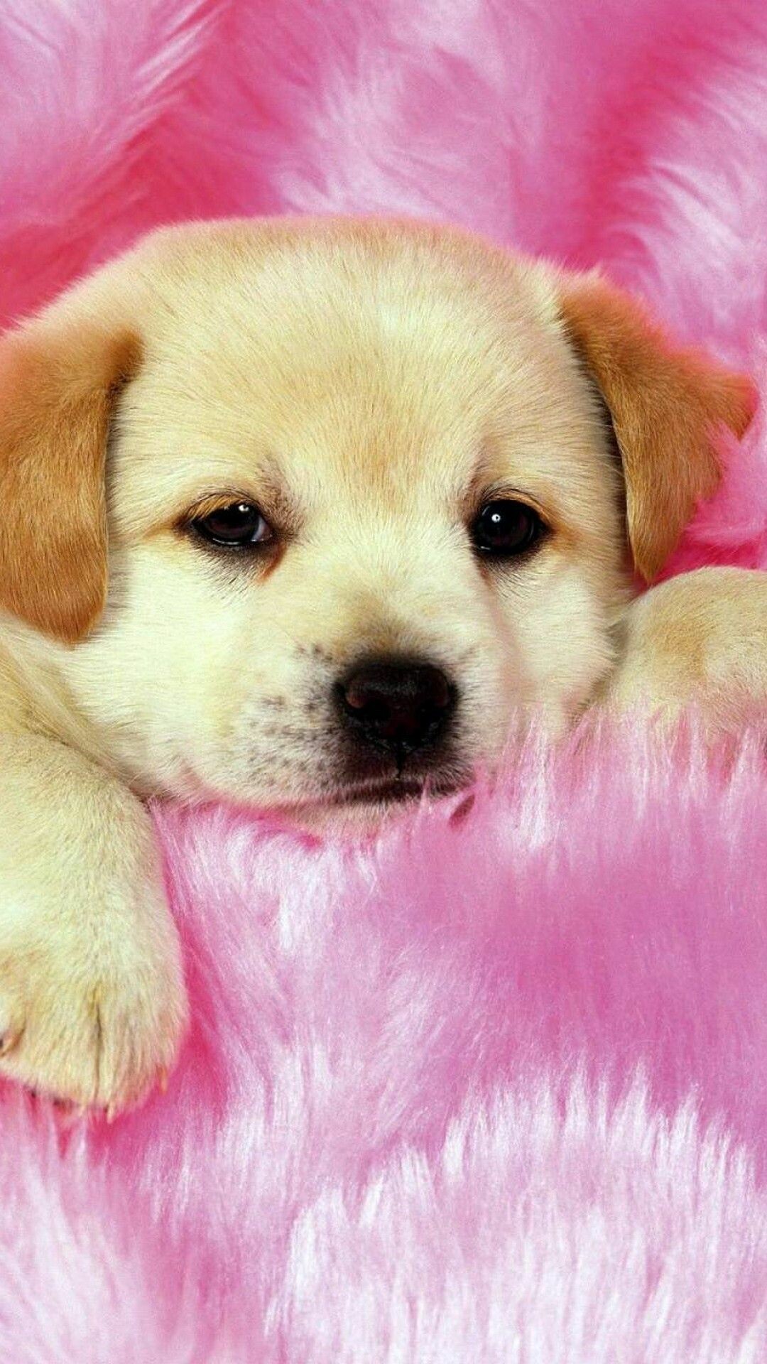 Puppy: Most popular domestic animals in the world, Pup. 1080x1920 Full HD Wallpaper.