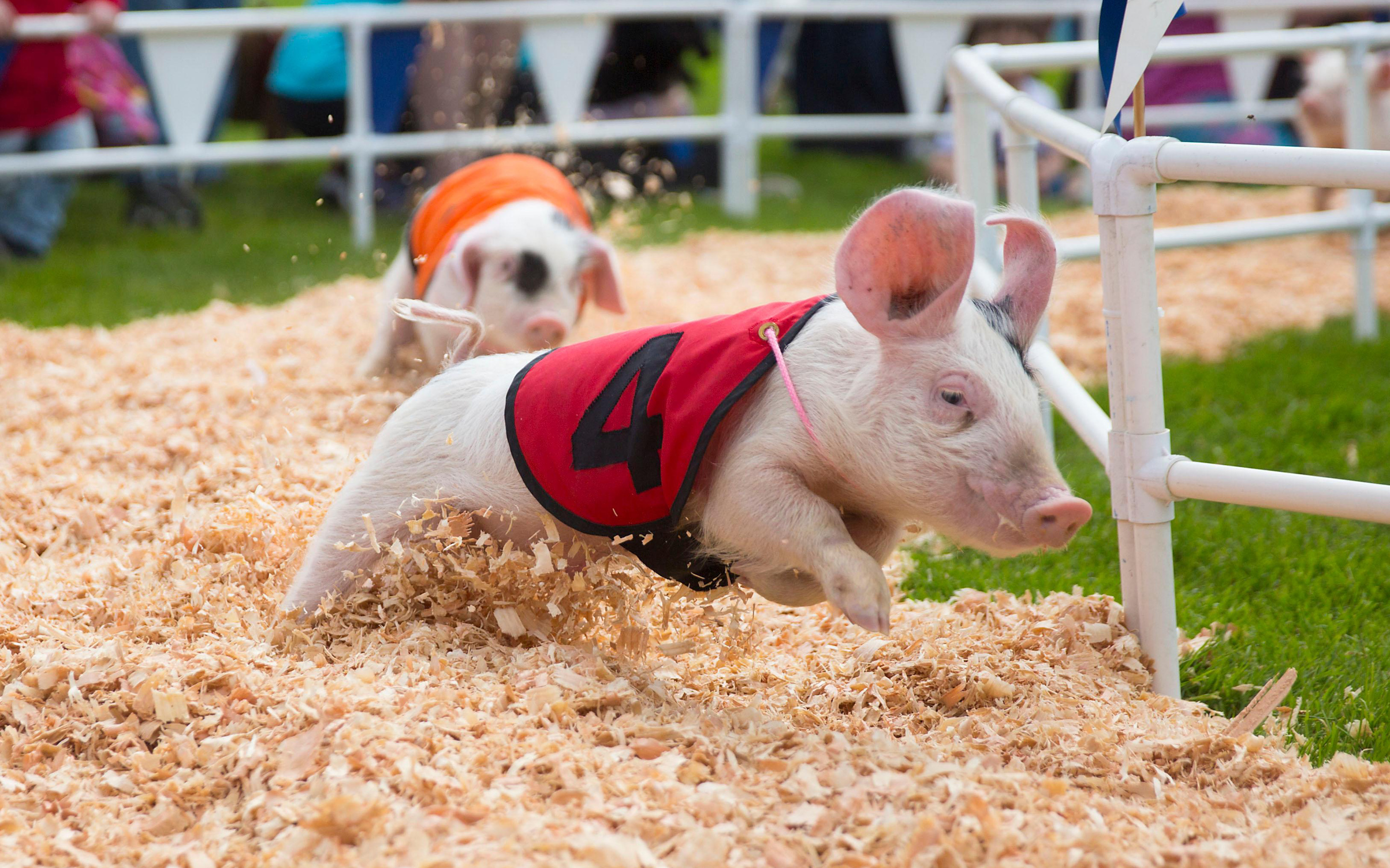 Funny piglets, 4K race pigs, HD wallpapers, Playful farm animals, 2880x1800 HD Desktop
